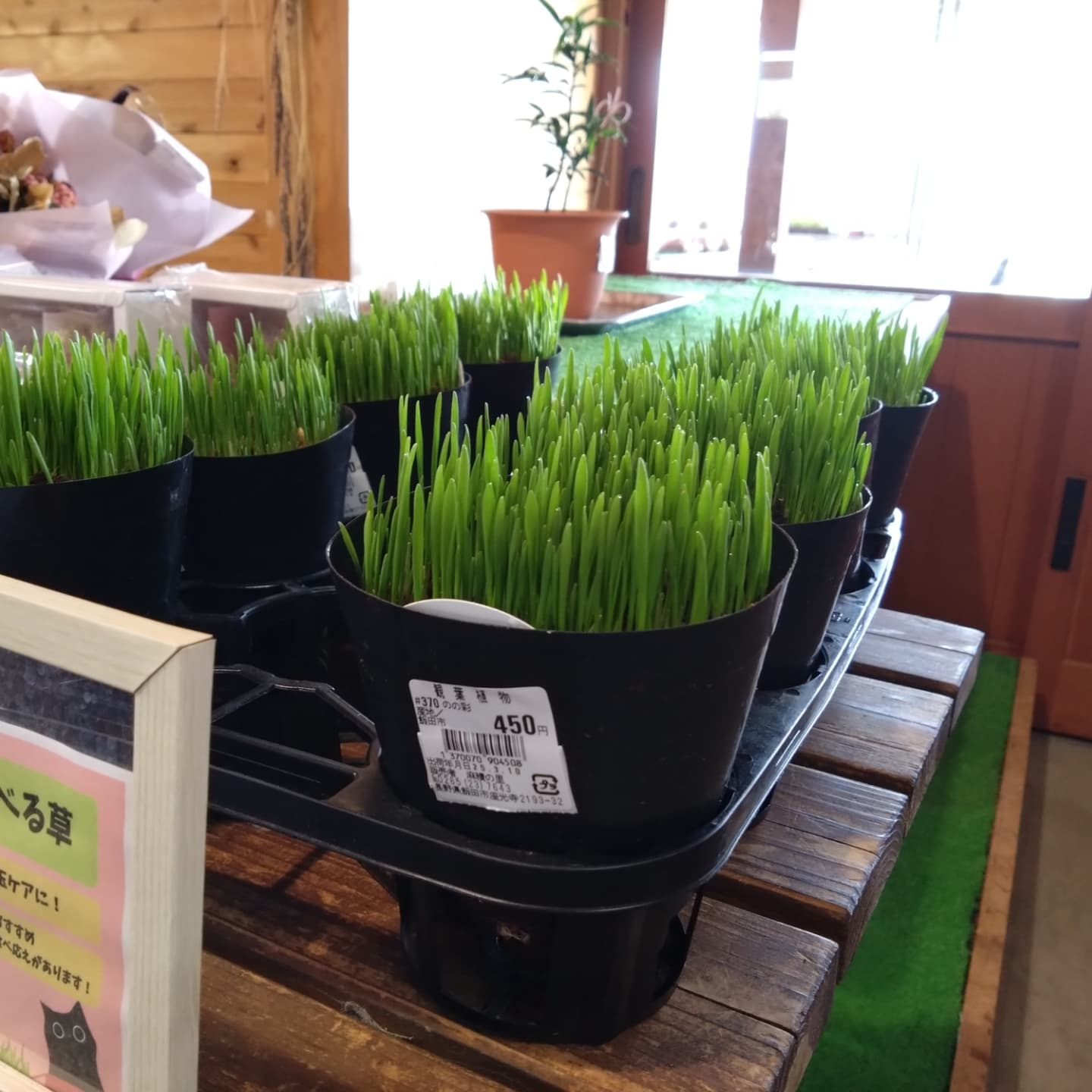 ネコの草　麻績の里さんに納品しました😺