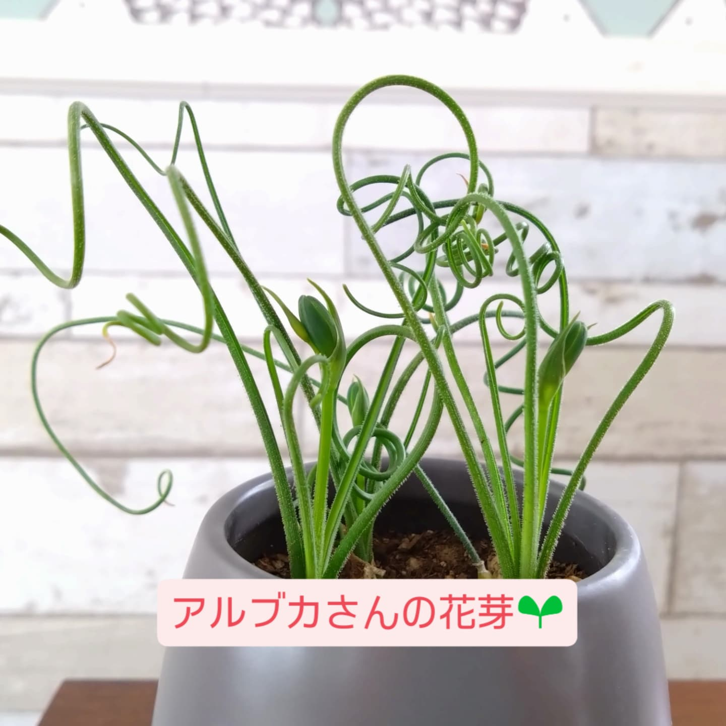 芽吹きの季節です🌱🌱