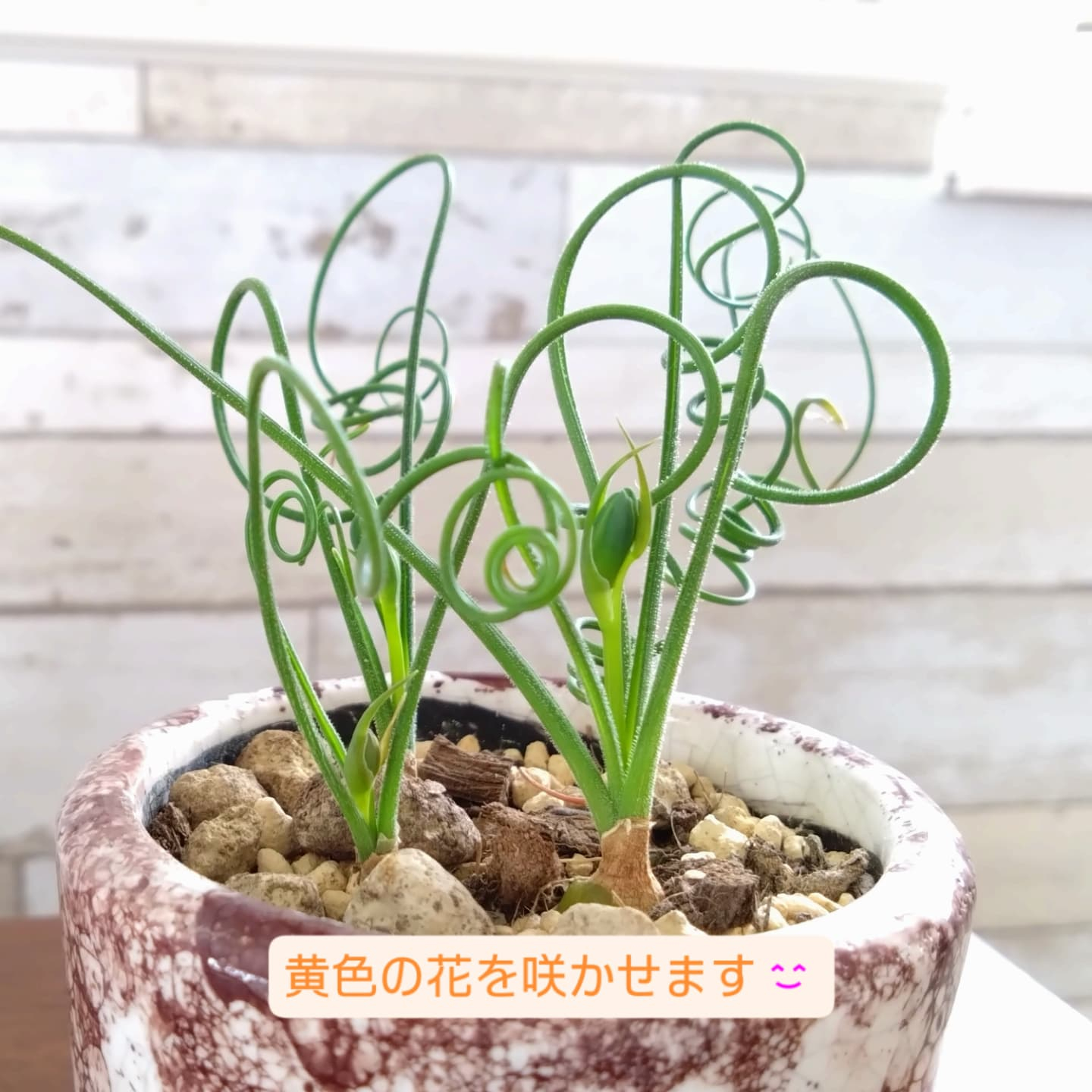 芽吹きの季節です🌱🌱