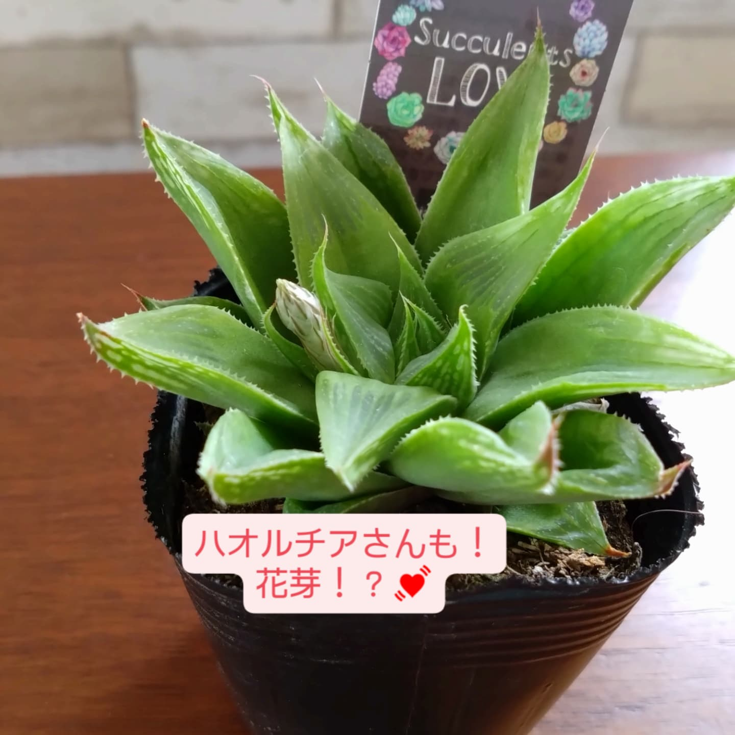 芽吹きの季節です🌱🌱