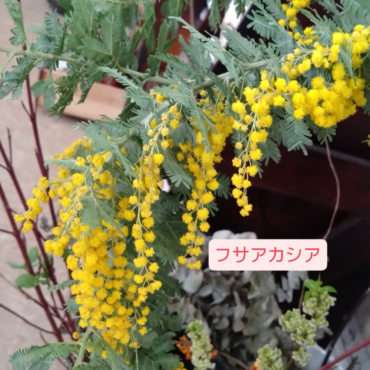 ミモザ 入荷してます😀