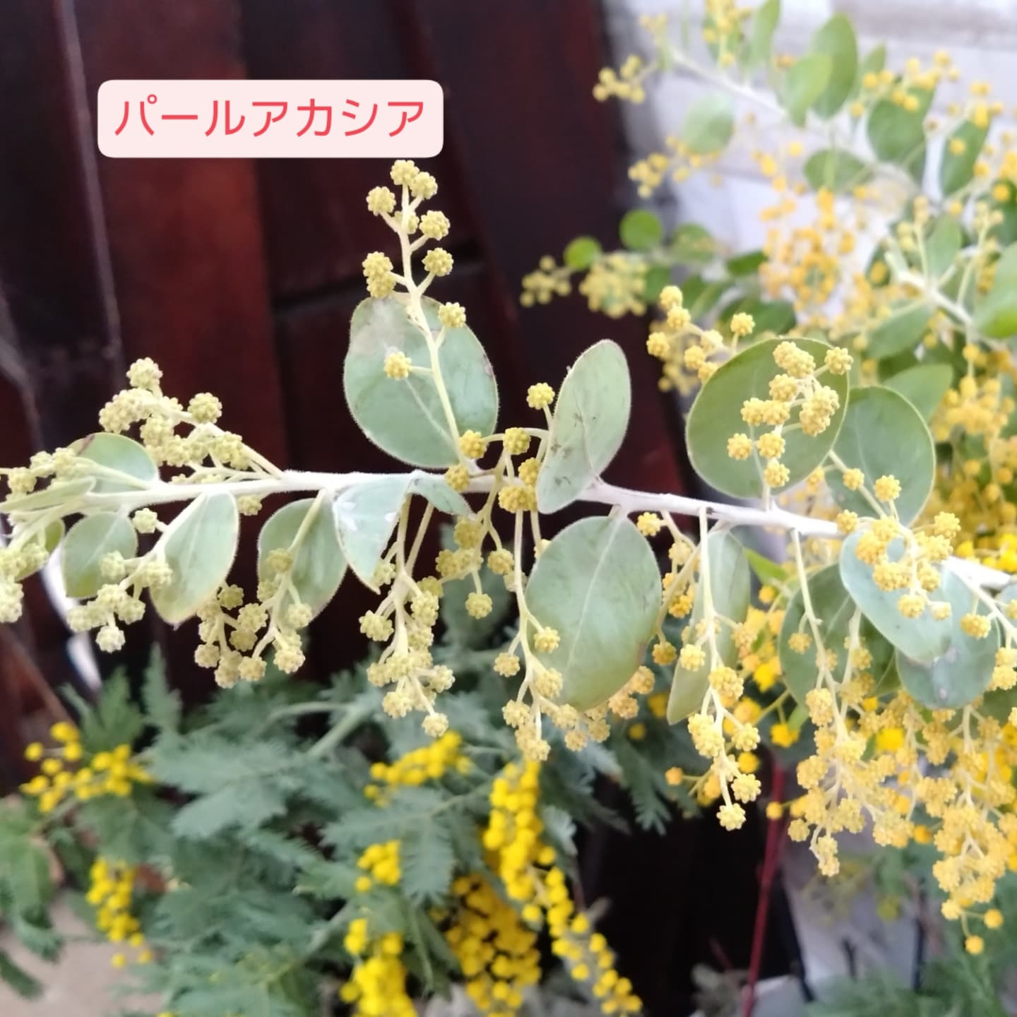 ミモザ 入荷してます😀