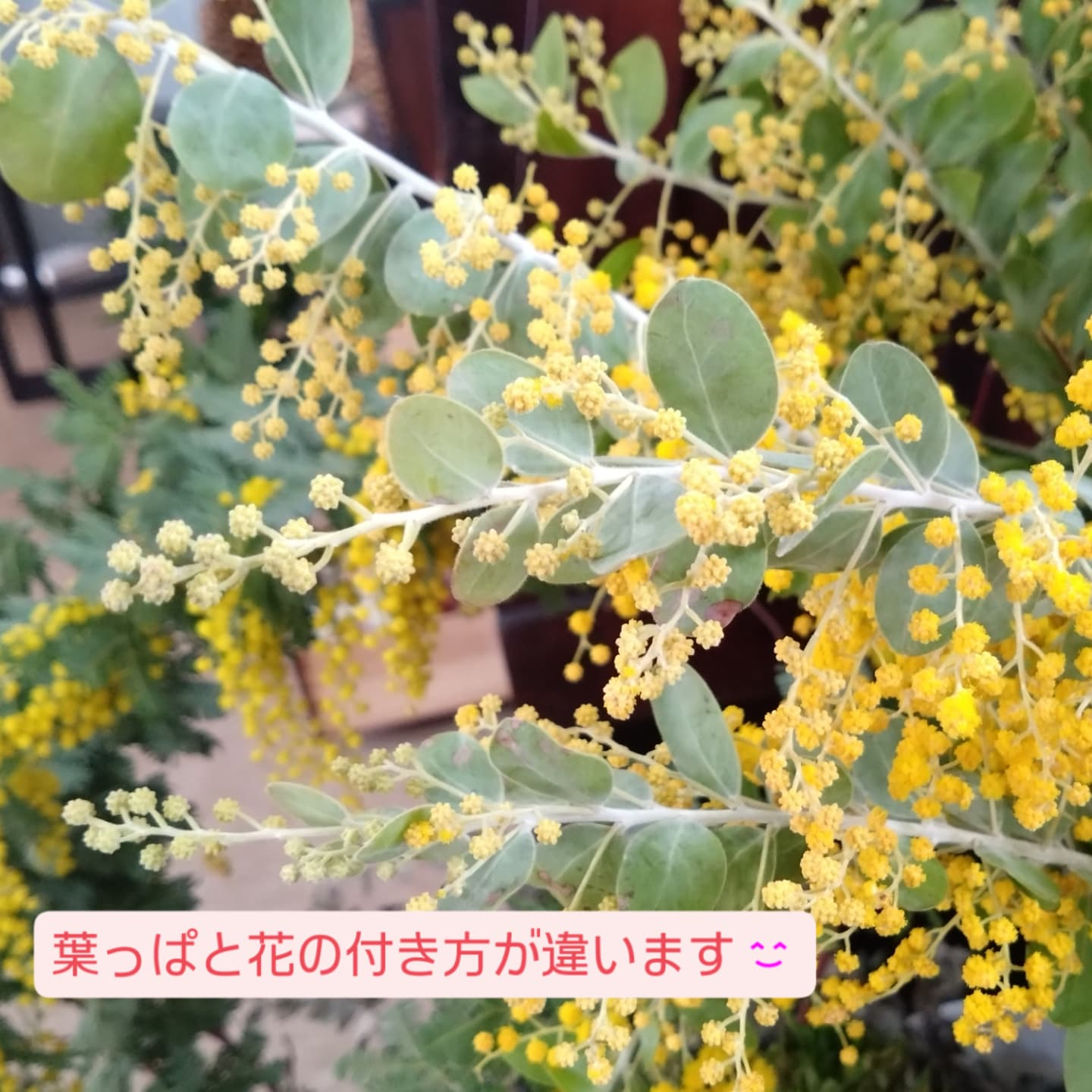 ミモザ 入荷してます😀