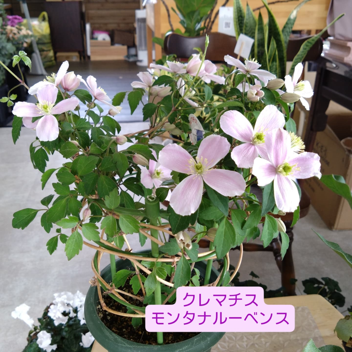 お庭をいじりたくなるこの頃…