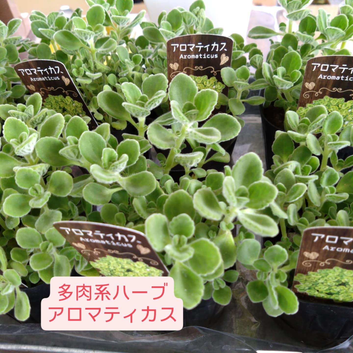 お庭をいじりたくなるこの頃…