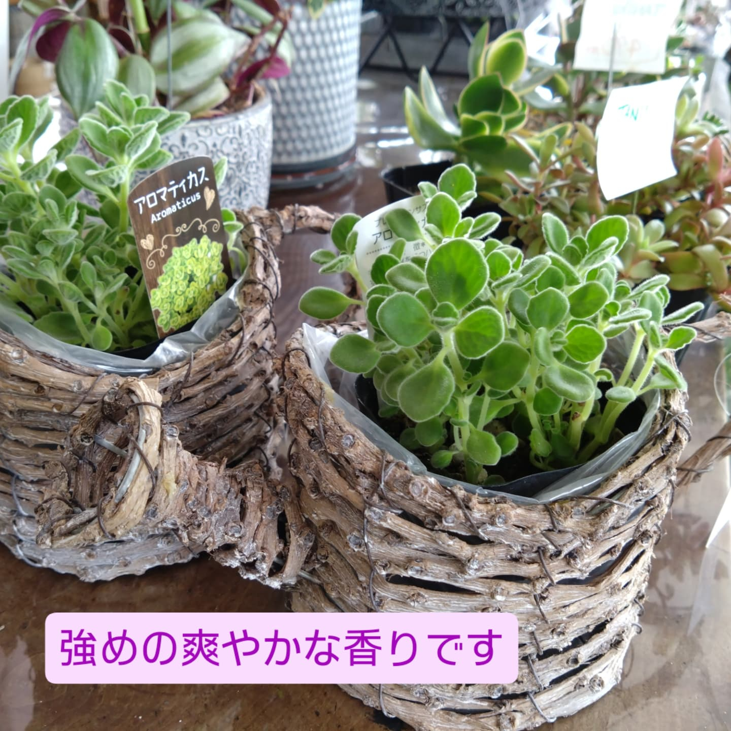 お庭をいじりたくなるこの頃…