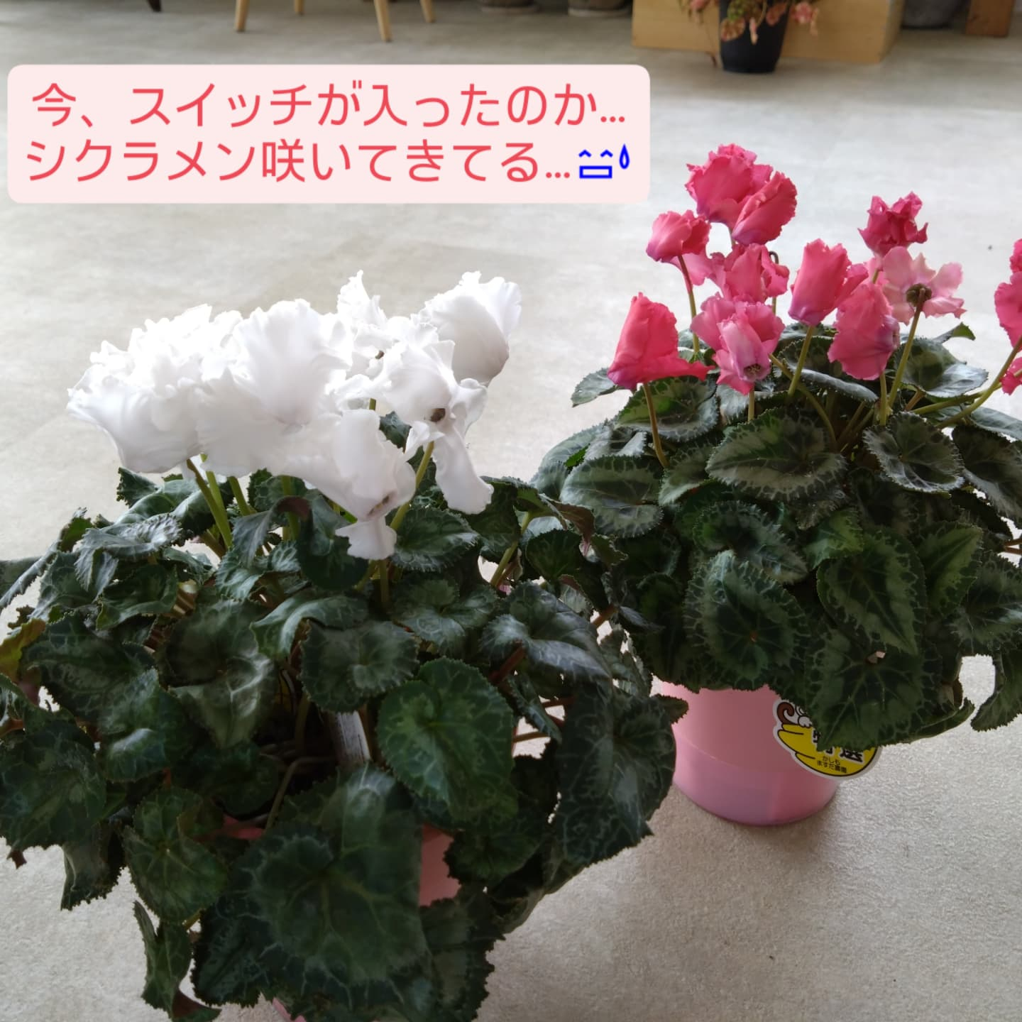 お庭をいじりたくなるこの頃…