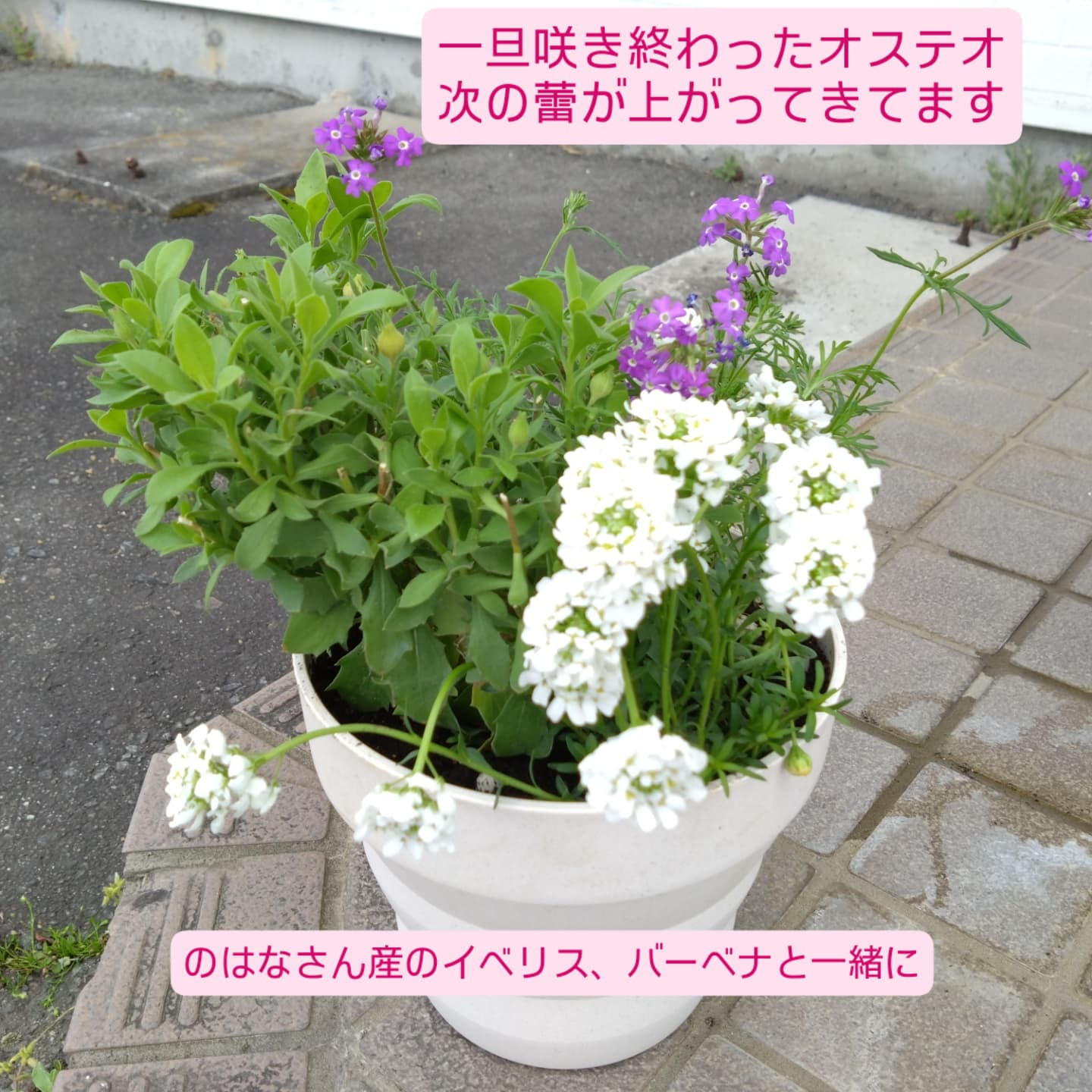 寄せ植え作り始めましたー😊