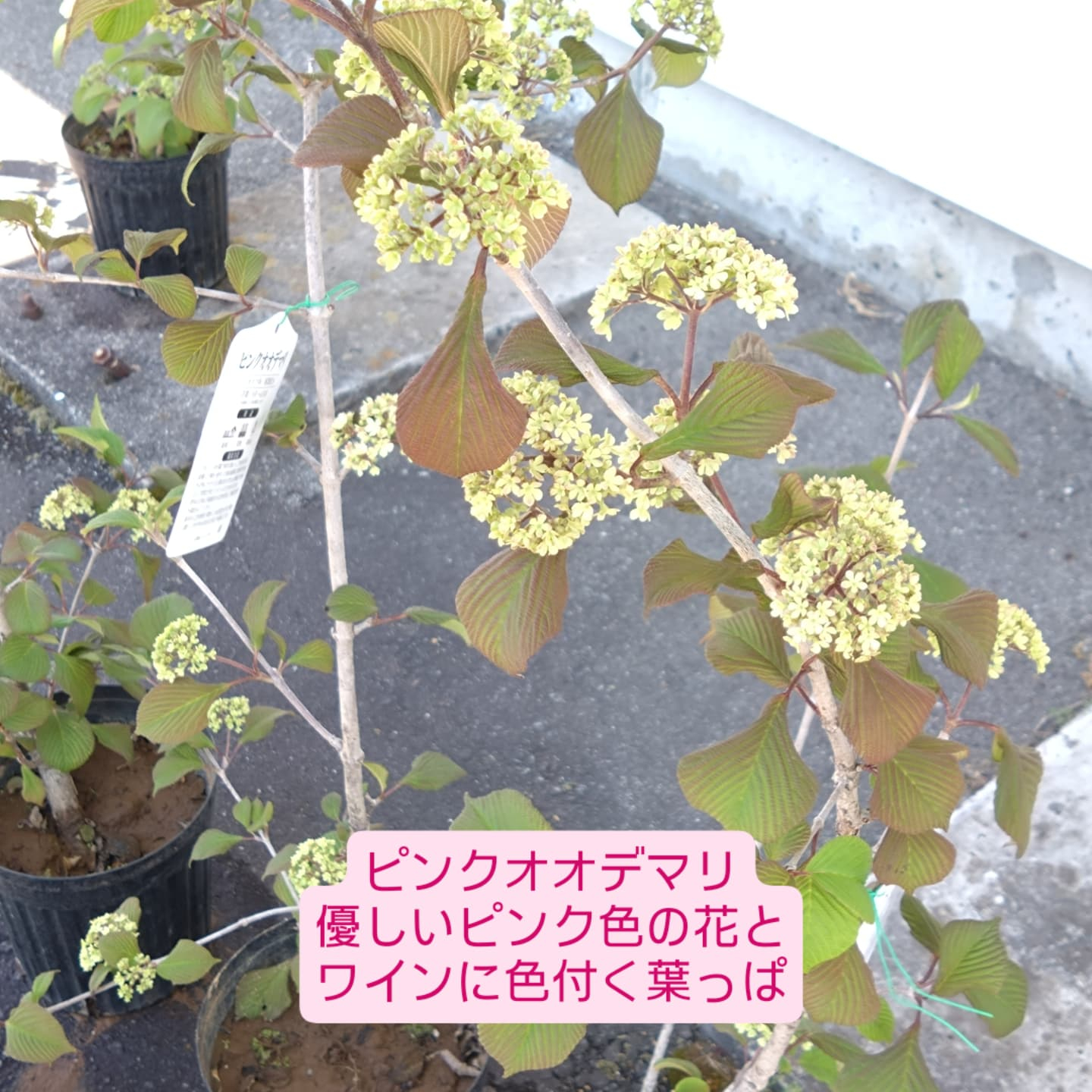寄せ植え作り始めましたー😊