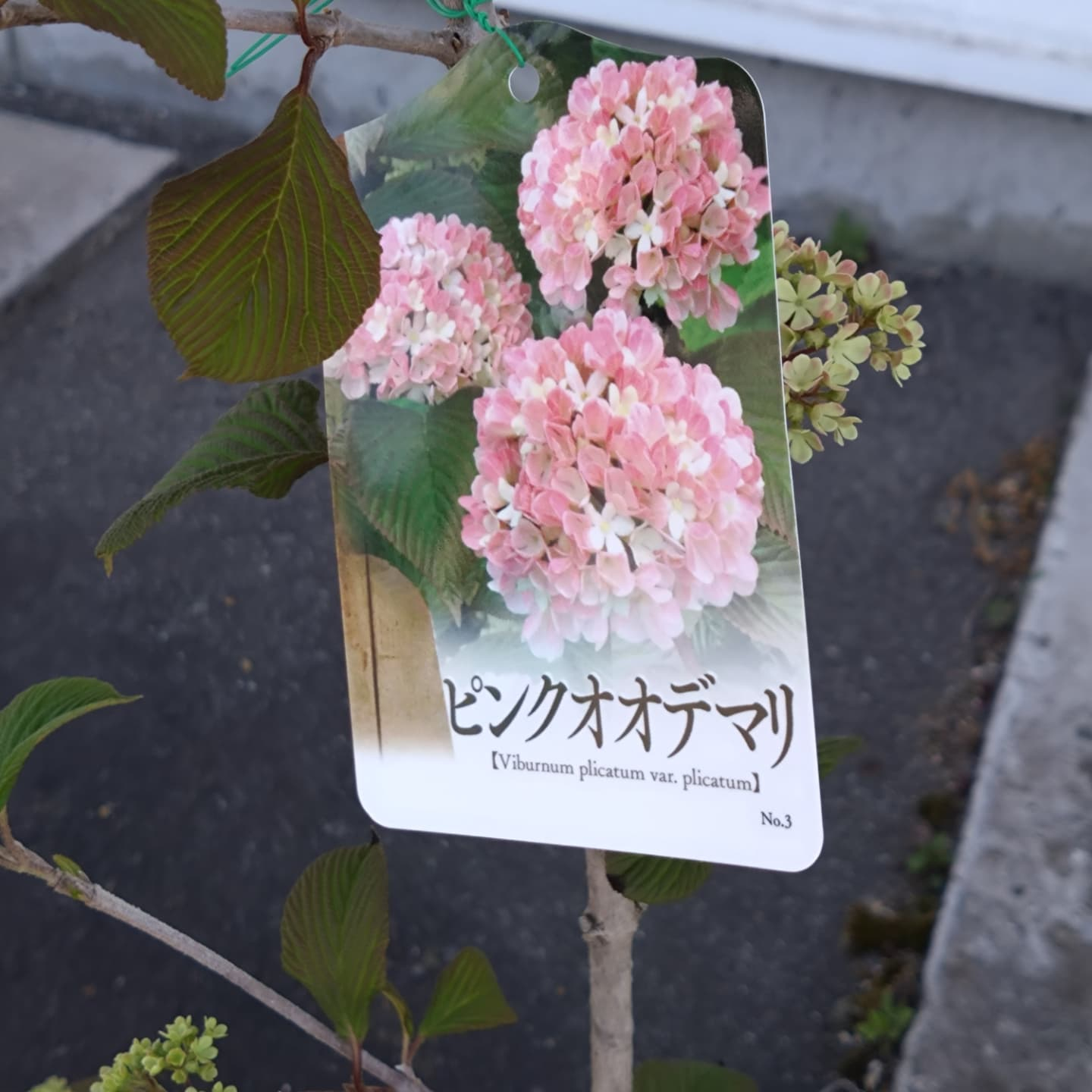寄せ植え作り始めましたー😊