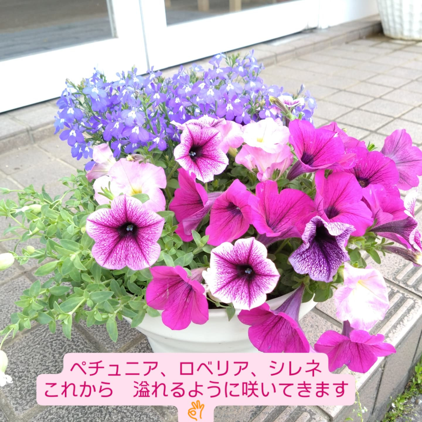 寄せ植え作り始めましたー😊