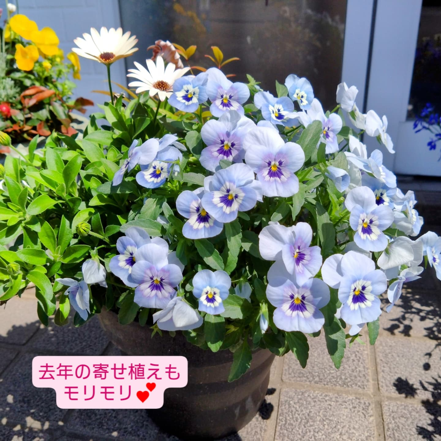 寄せ植え作り始めましたー😊