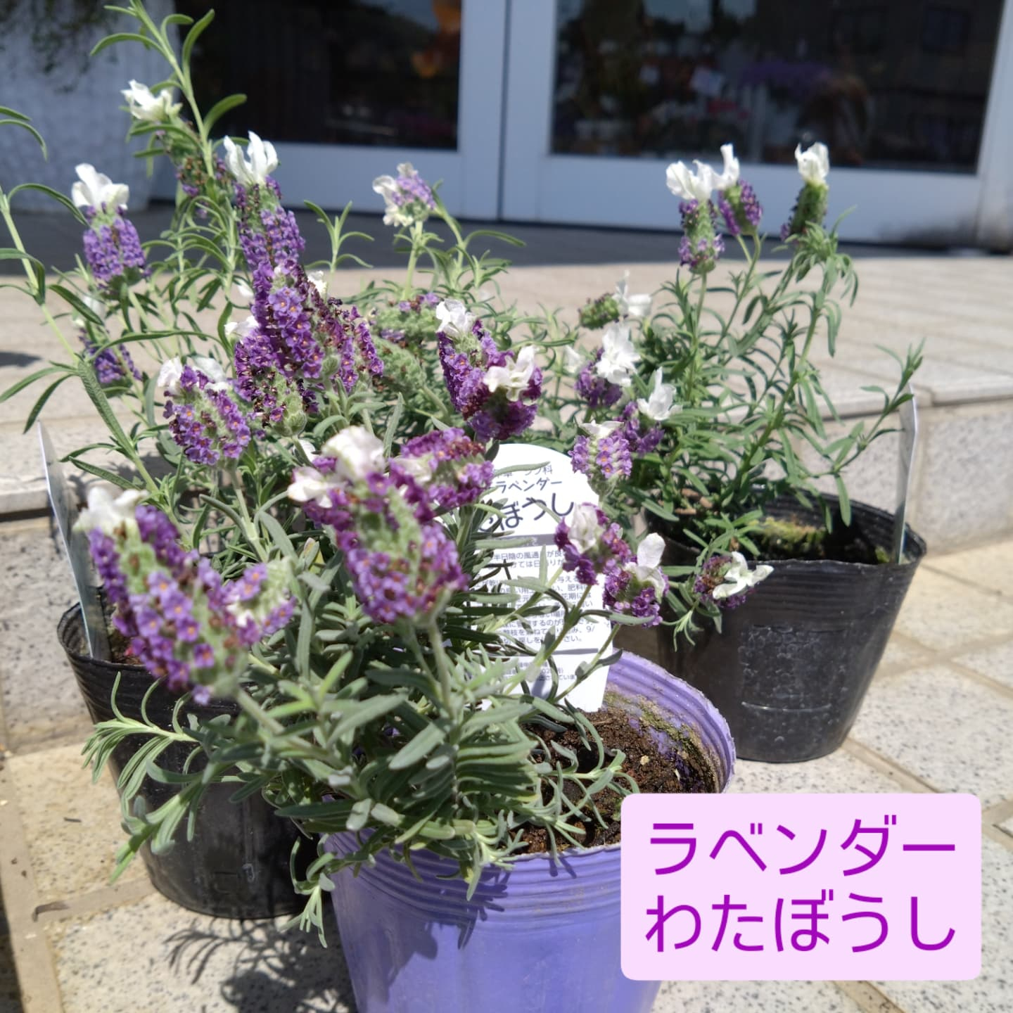 寄せ植え作り始めましたー😊