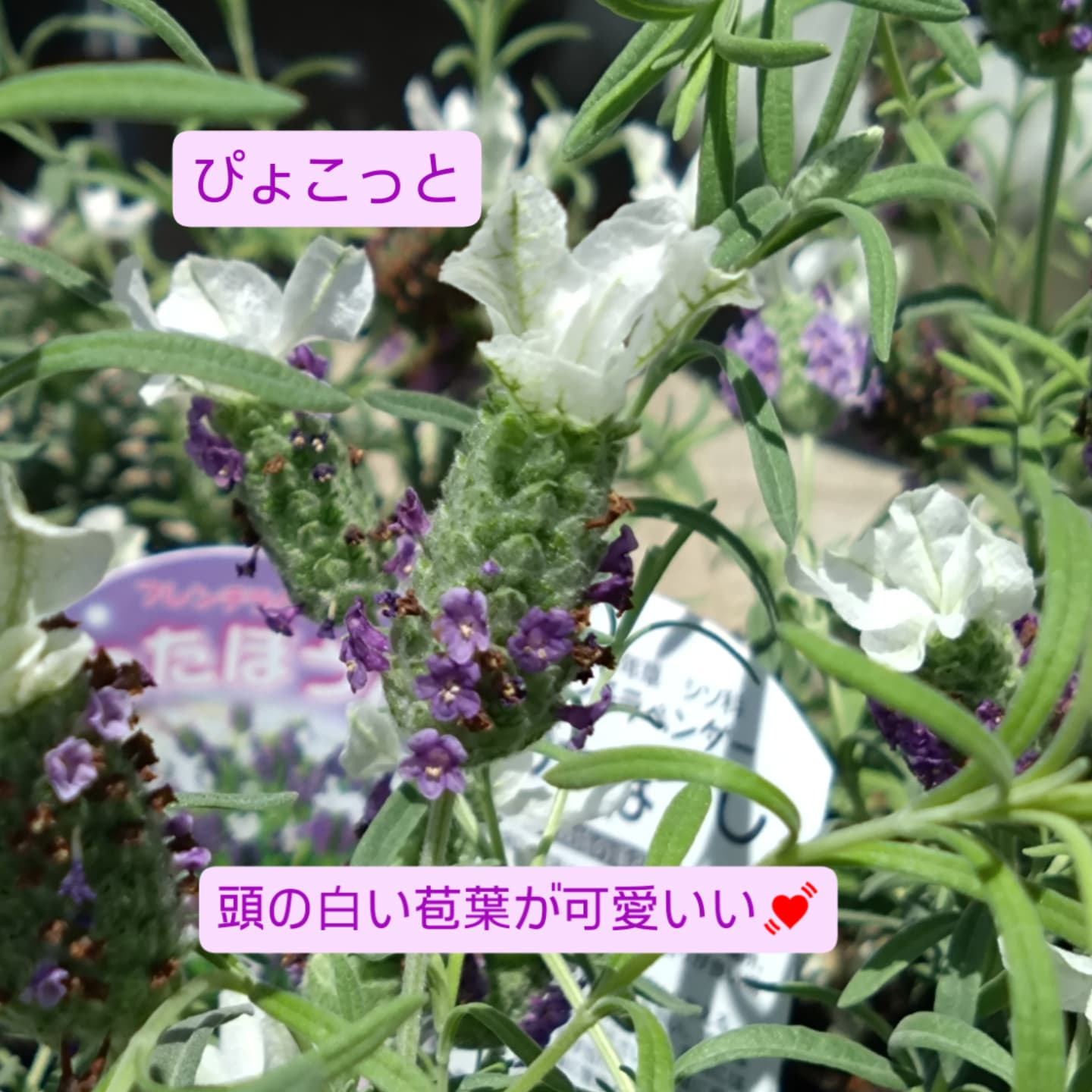 寄せ植え作り始めましたー😊