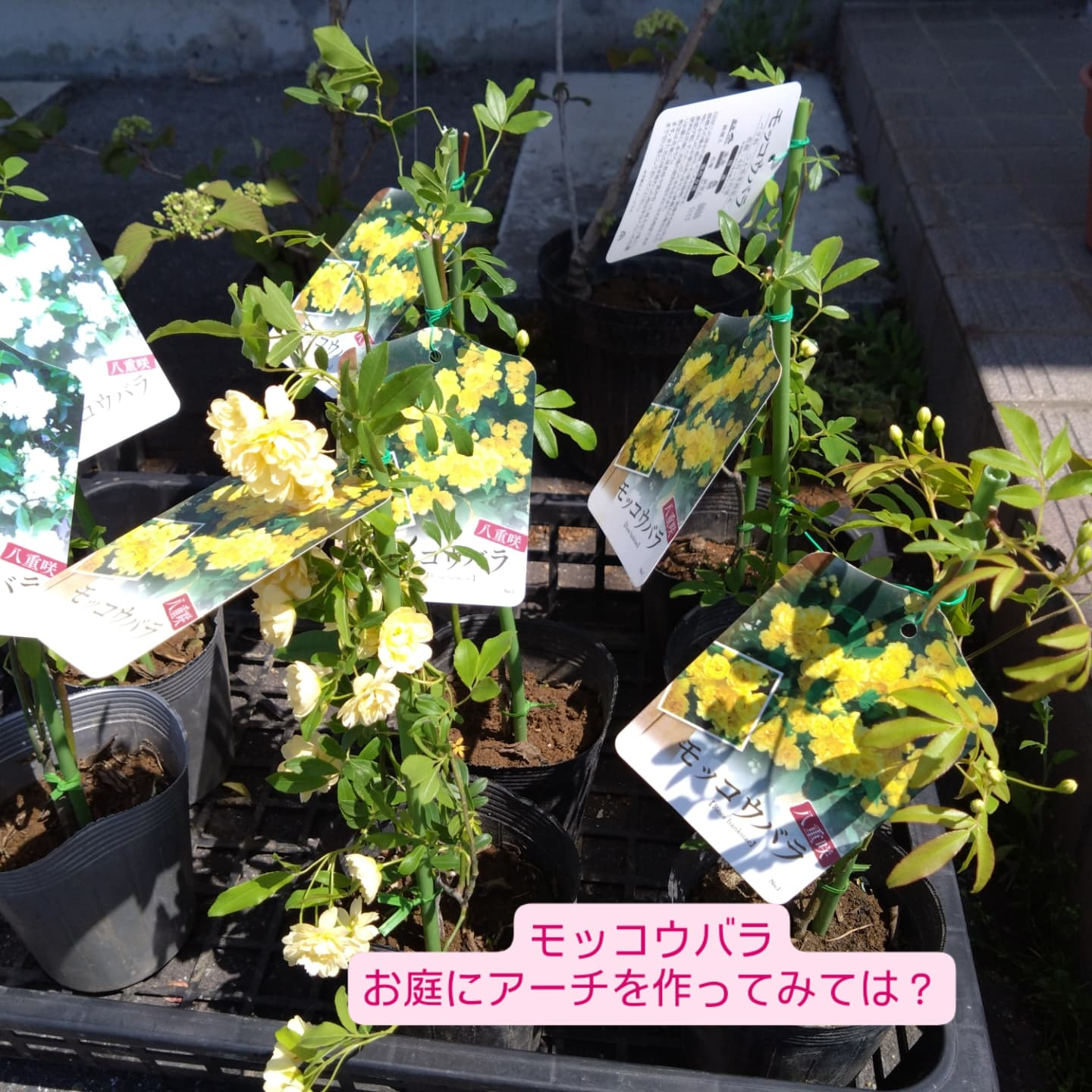 寄せ植え作り始めましたー😊