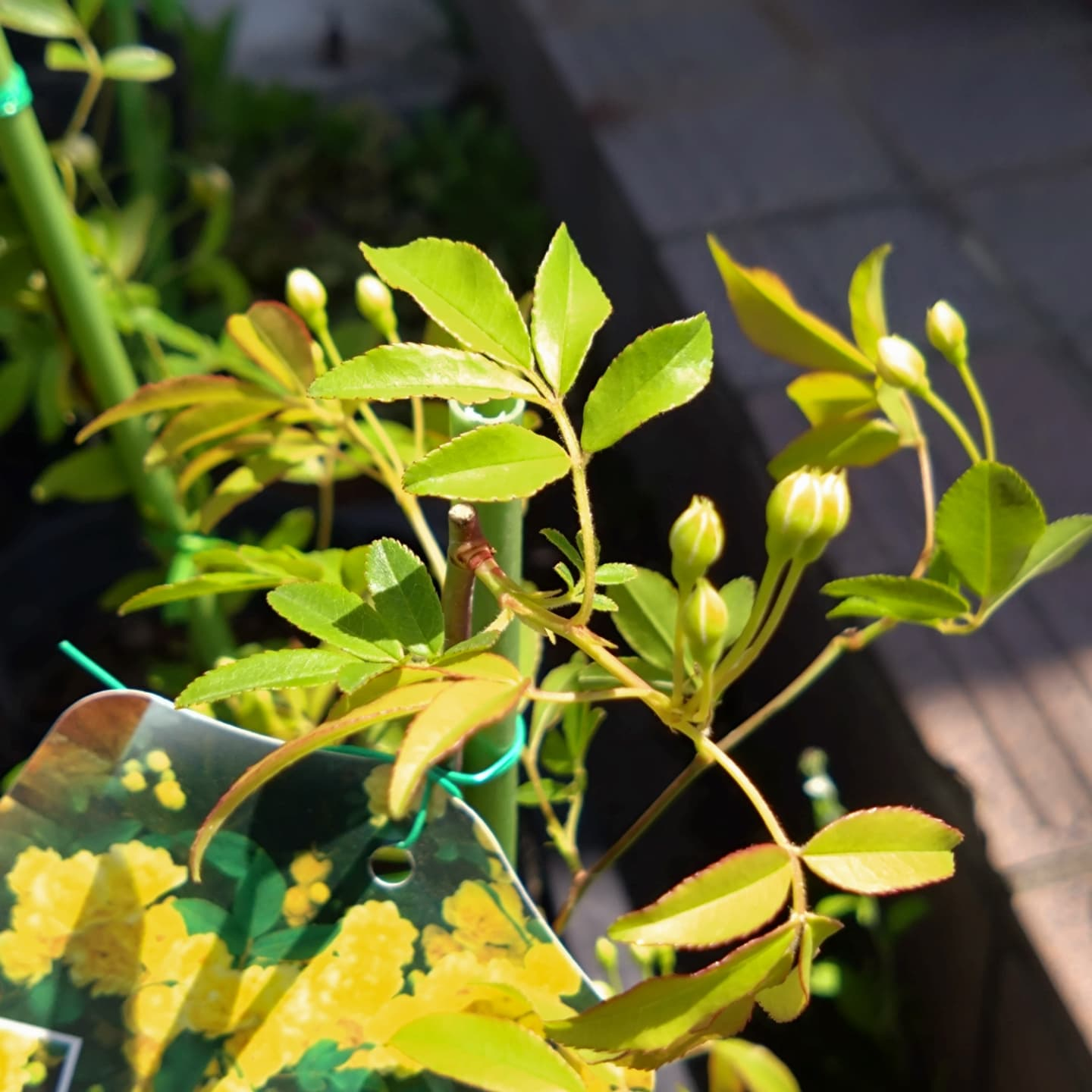 寄せ植え作り始めましたー😊