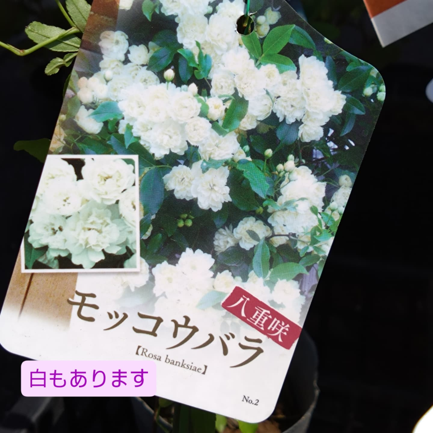 寄せ植え作り始めましたー😊