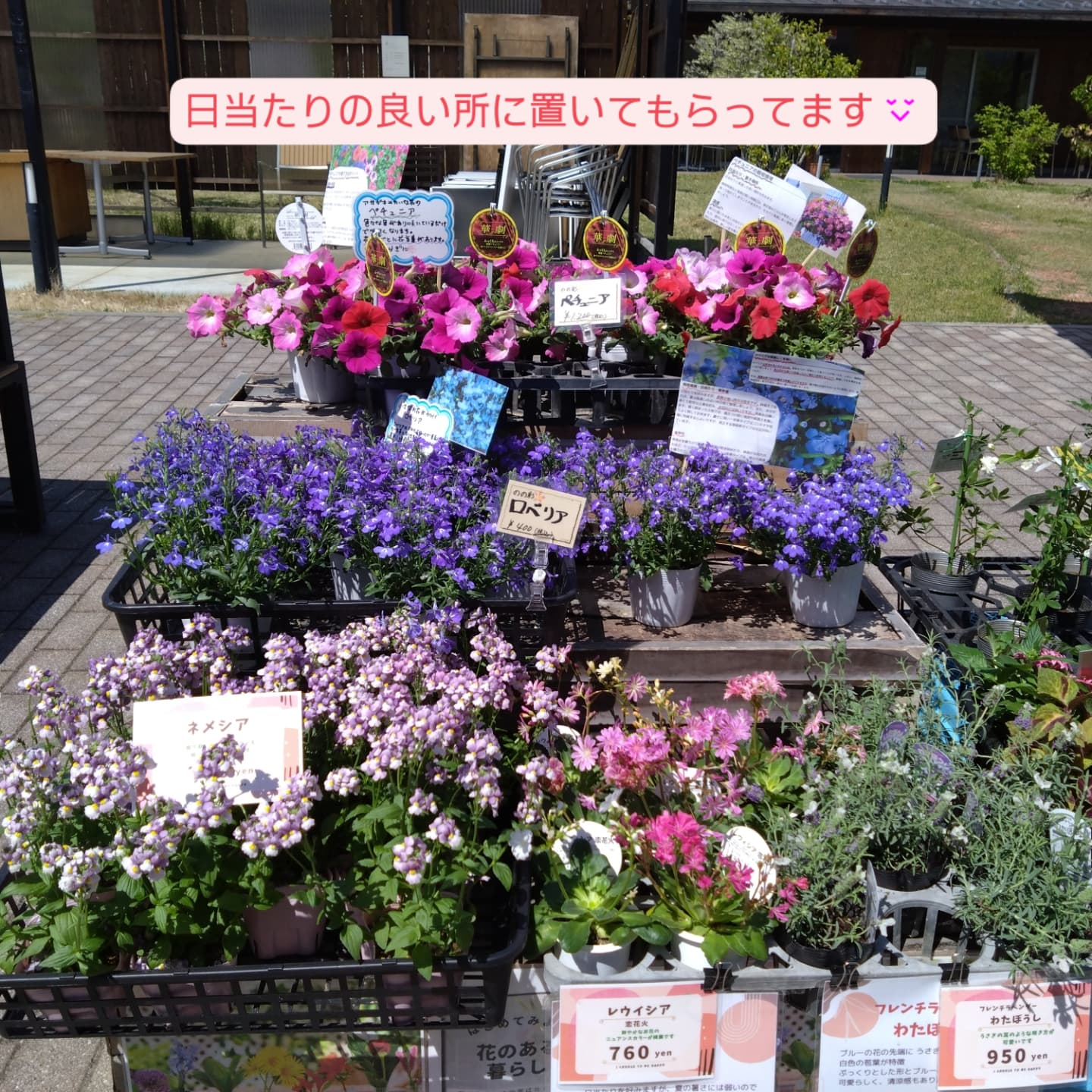 お花 納品してきました🌼