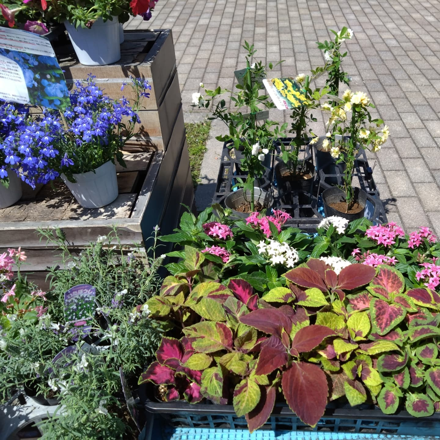 お花 納品してきました🌼