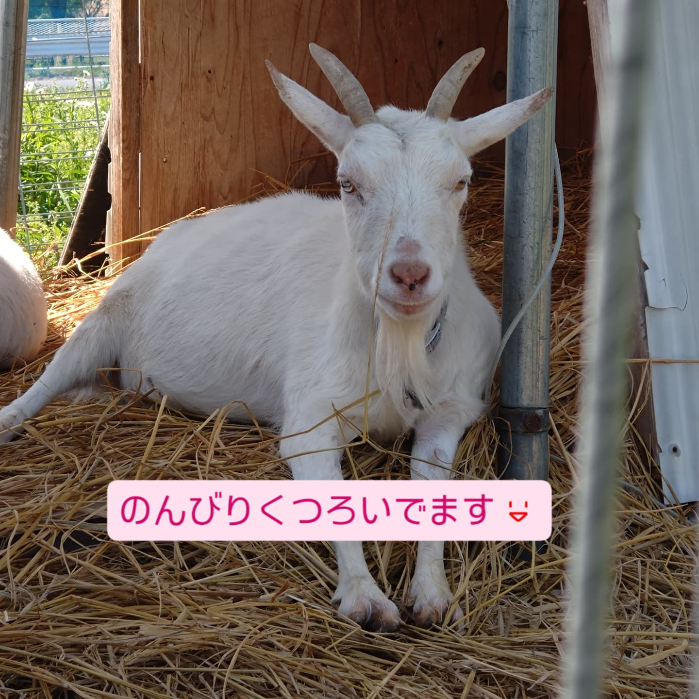 お花 納品してきました🌼