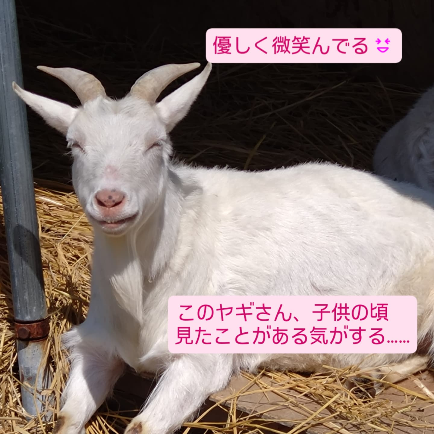 お花 納品してきました🌼