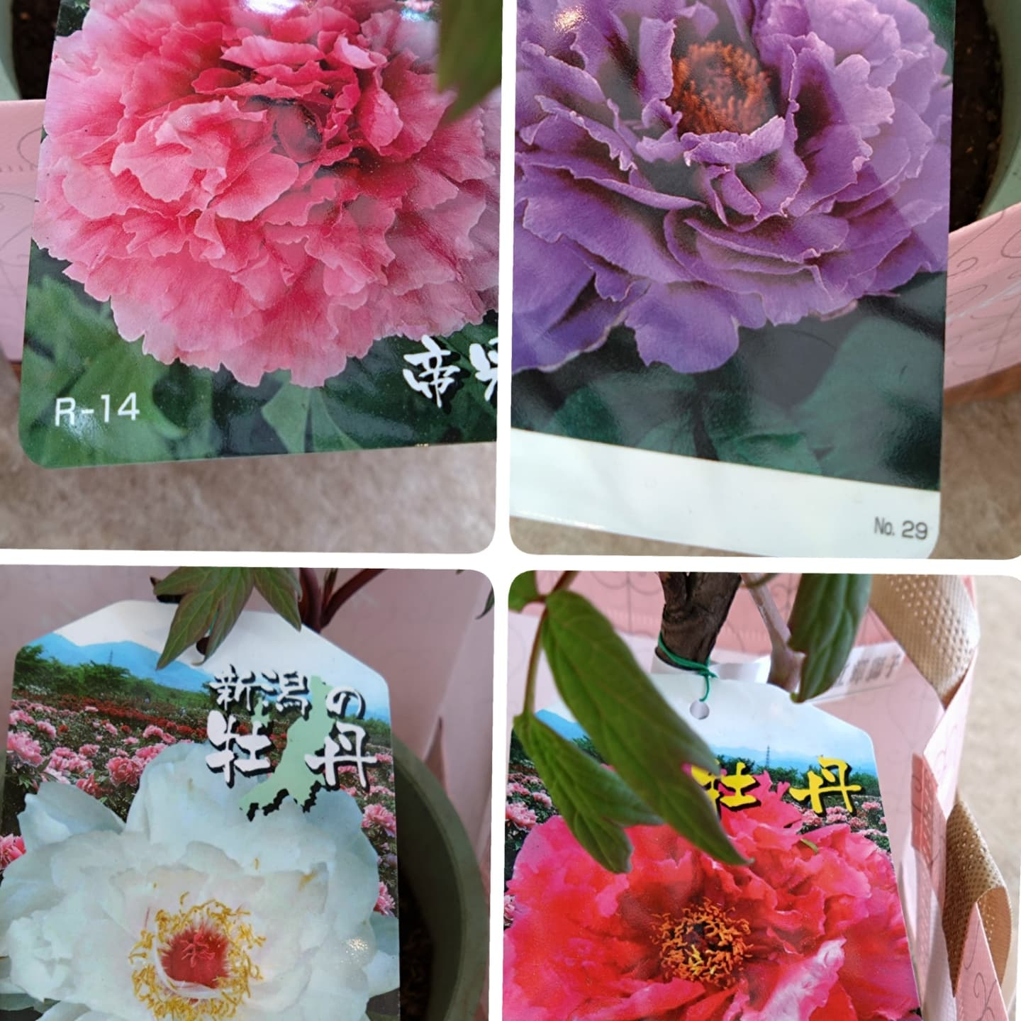 ５月11日　母の日💐💐