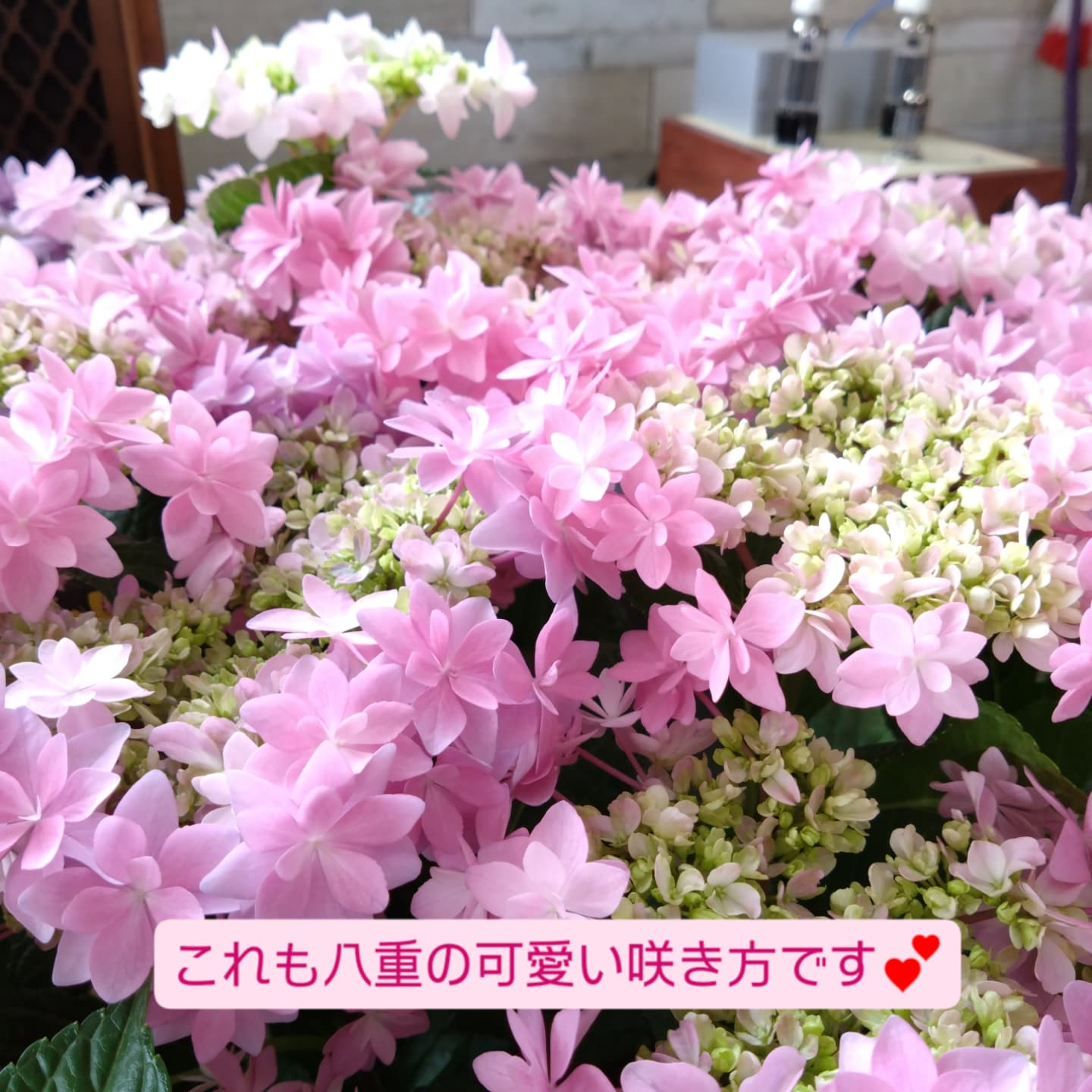 5月11日 母の日🌼