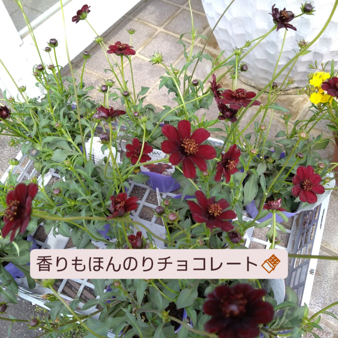 香りも色も「チョコレート」