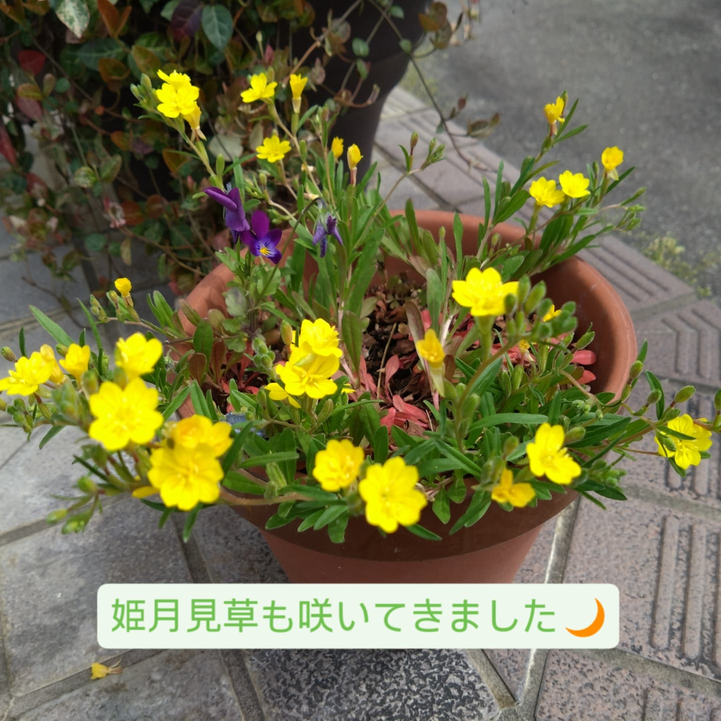 香りも色も「チョコレート」