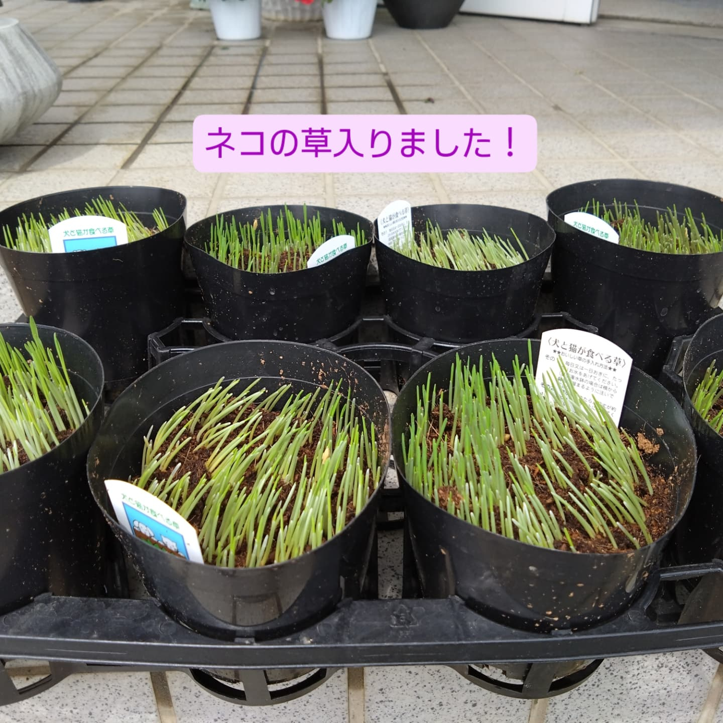 香りも色も「チョコレート」