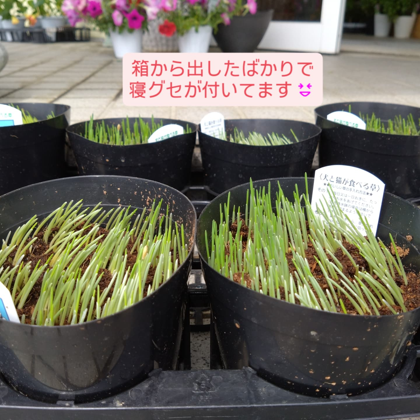 香りも色も「チョコレート」