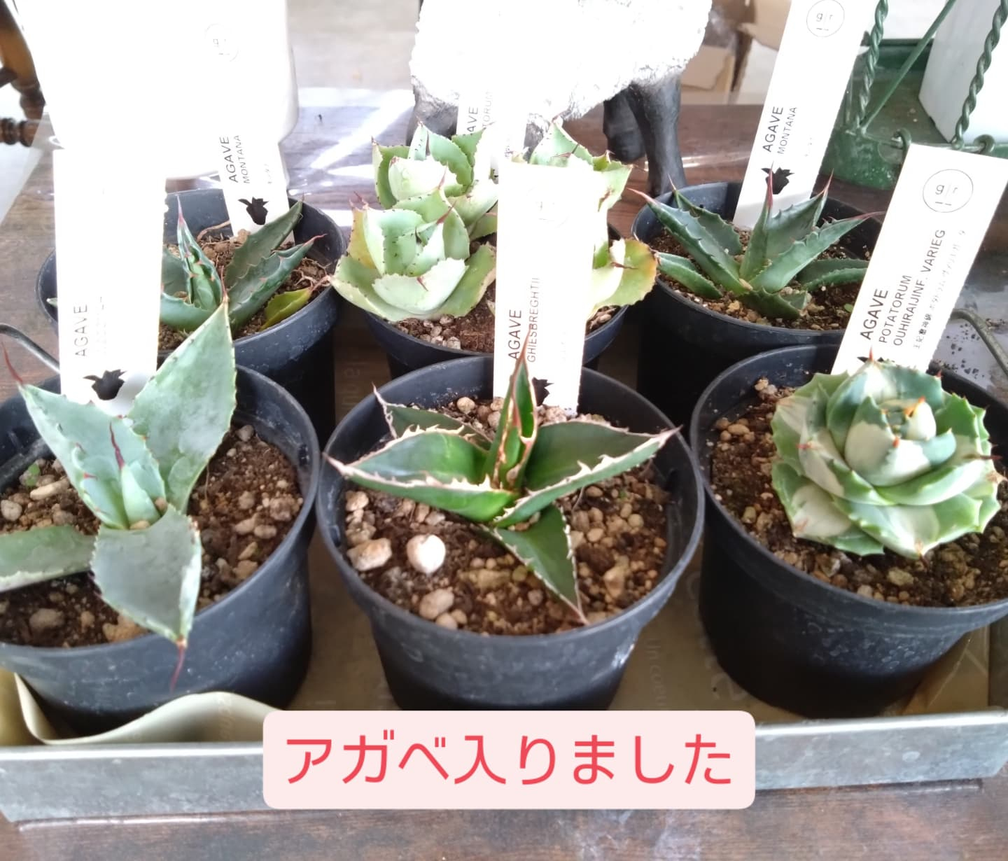 カッコいいの、可愛いの入りました😀