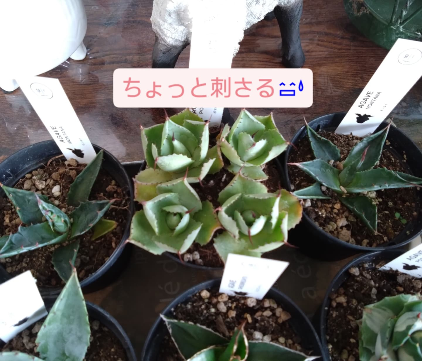 カッコいいの、可愛いの入りました😀