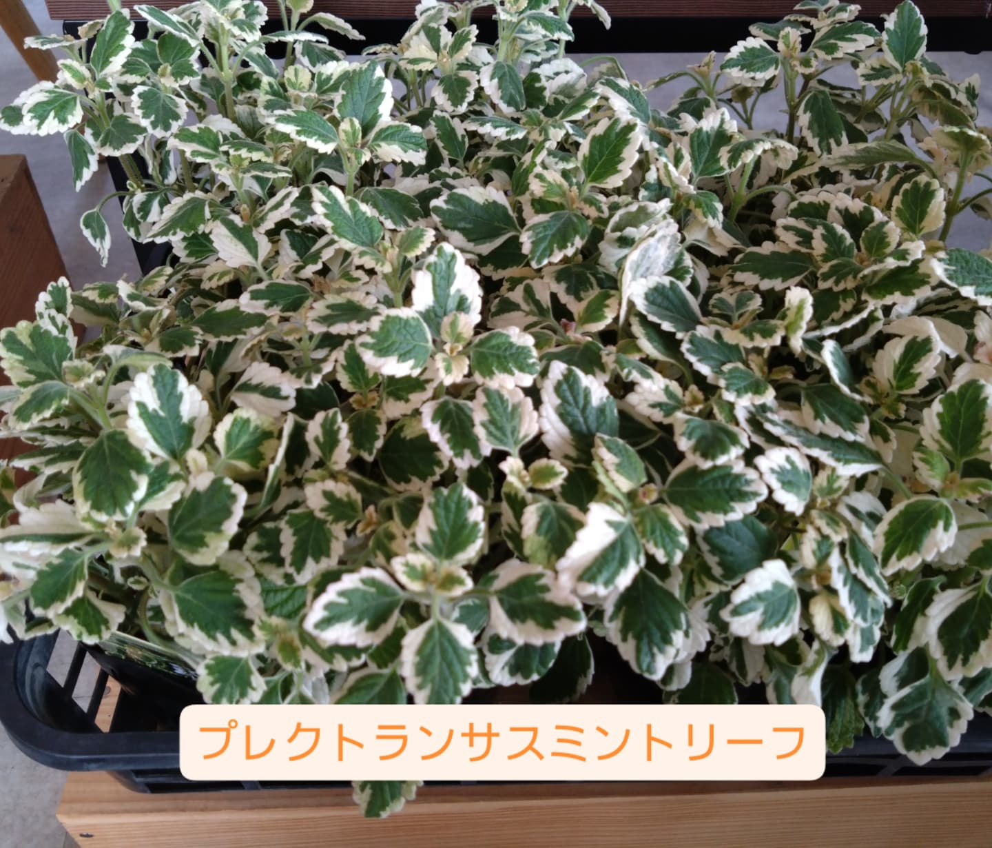 カッコいいの、可愛いの入りました😀