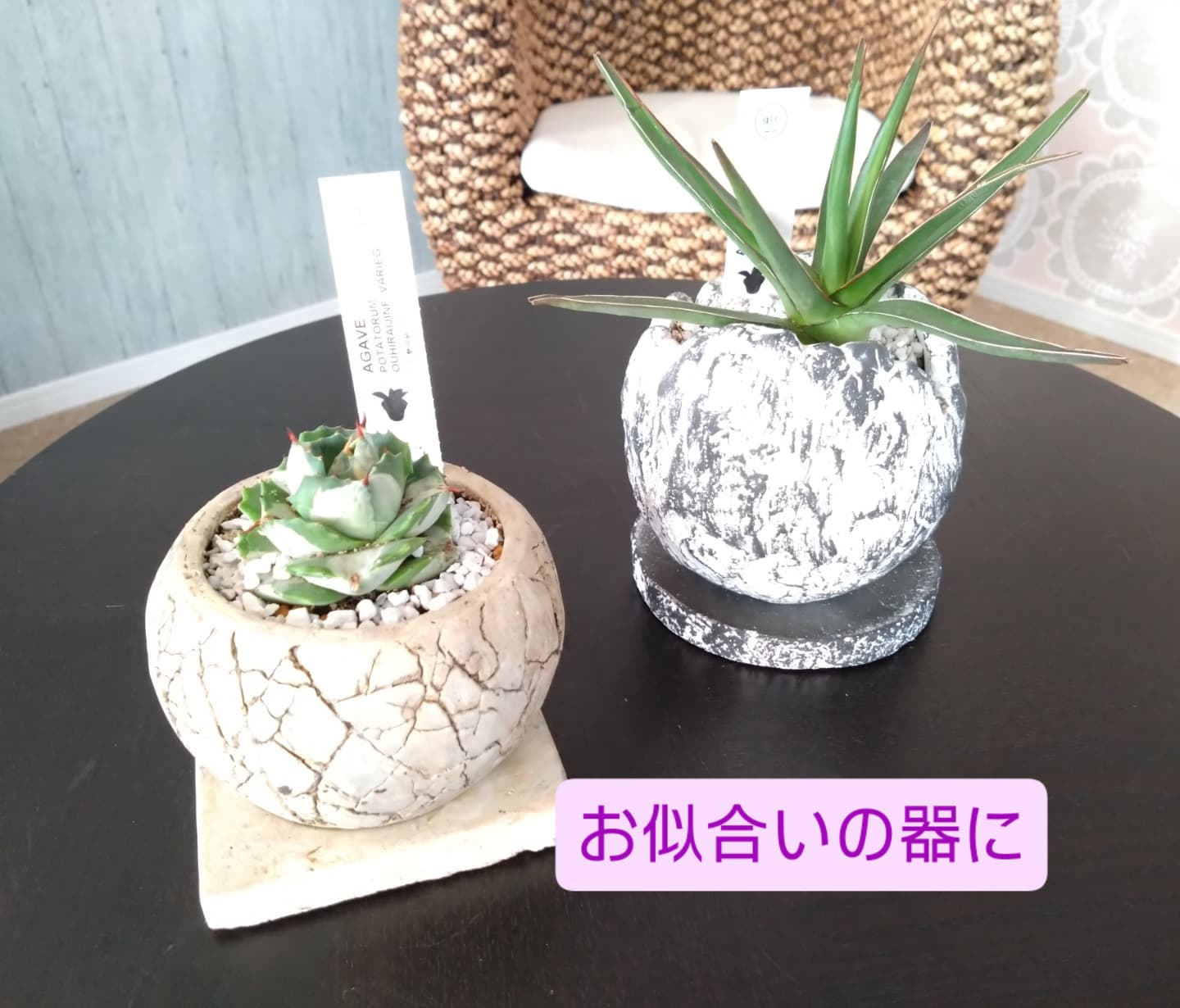 カッコいいの、可愛いの入りました😀