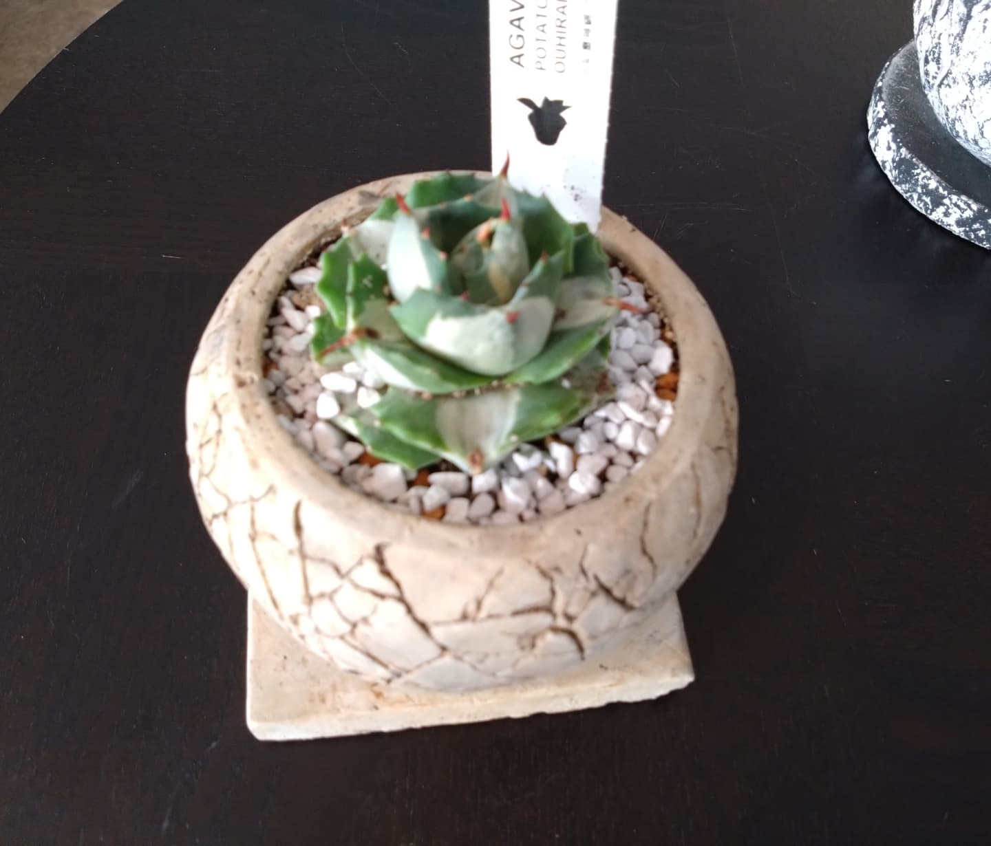 カッコいいの、可愛いの入りました😀