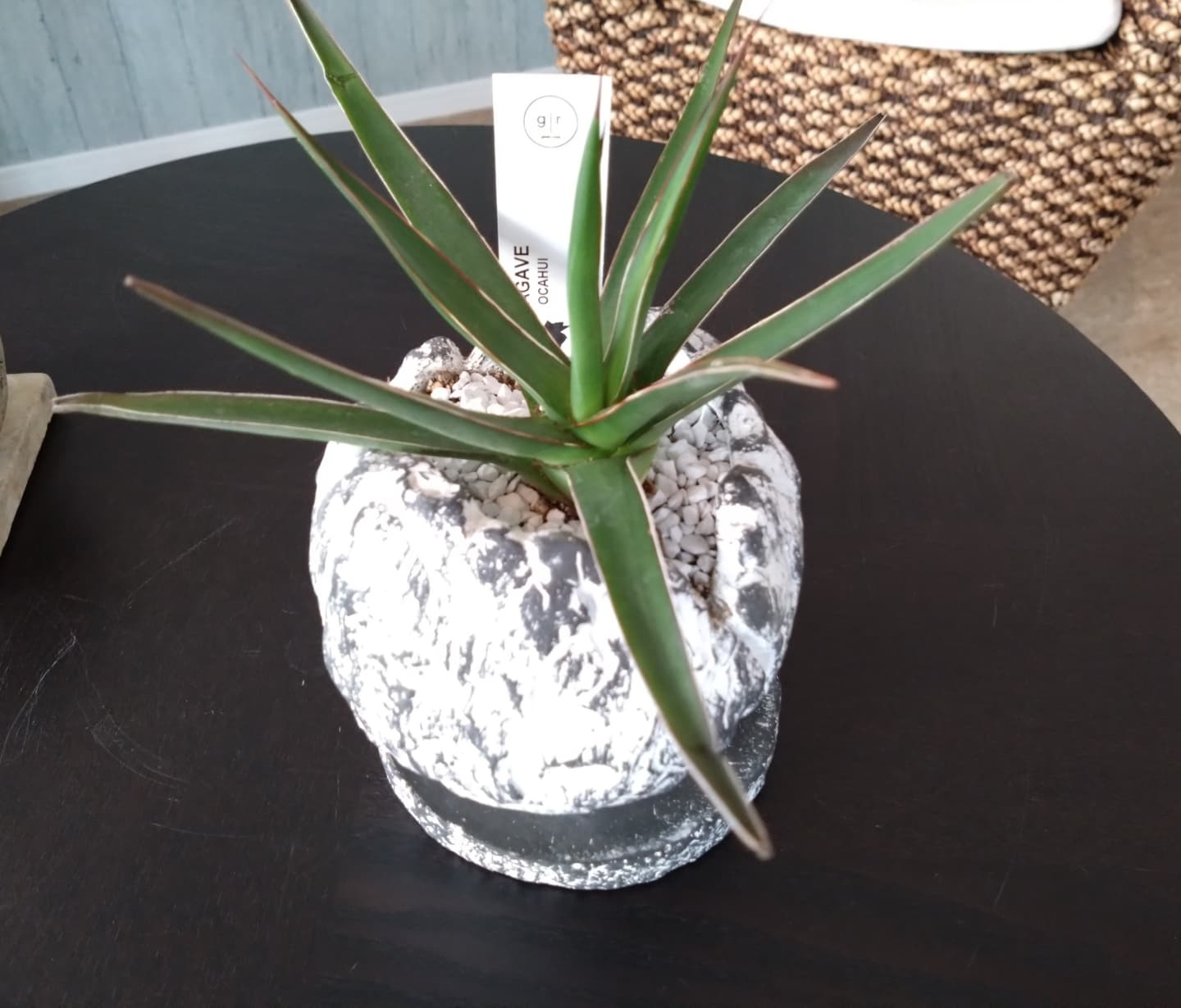 カッコいいの、可愛いの入りました😀