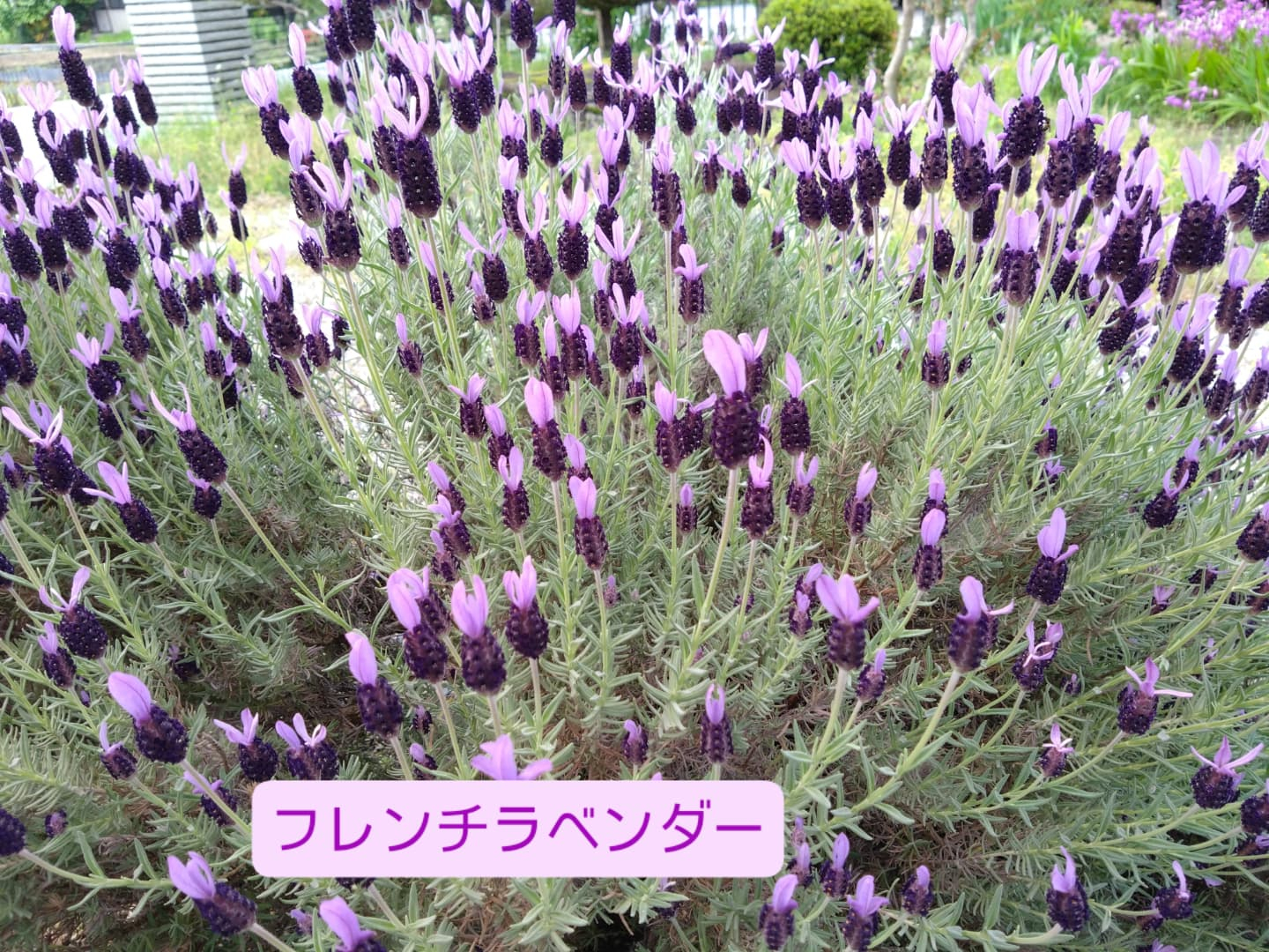 お庭のお花も綺麗に咲き誇っていますね💕