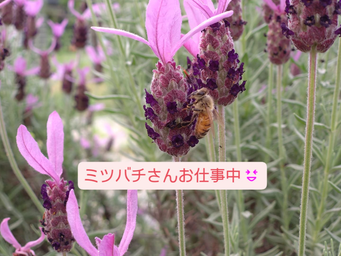 お庭のお花も綺麗に咲き誇っていますね💕