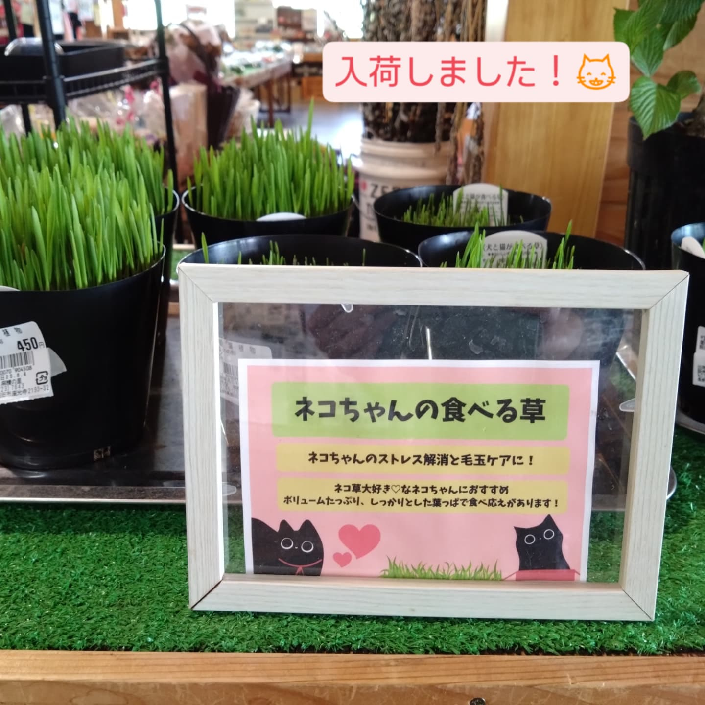 お待たせしました💦ネコの草入りました！