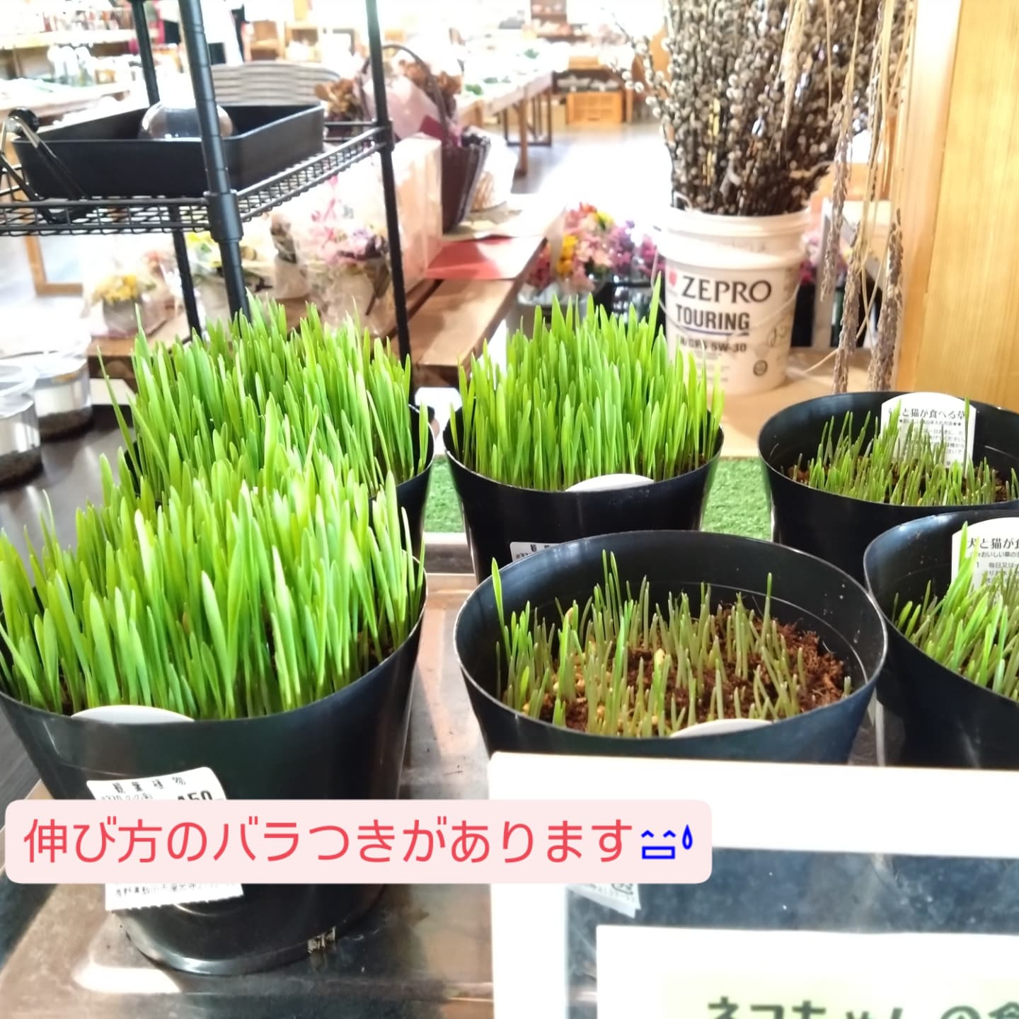 お待たせしました💦ネコの草入りました！