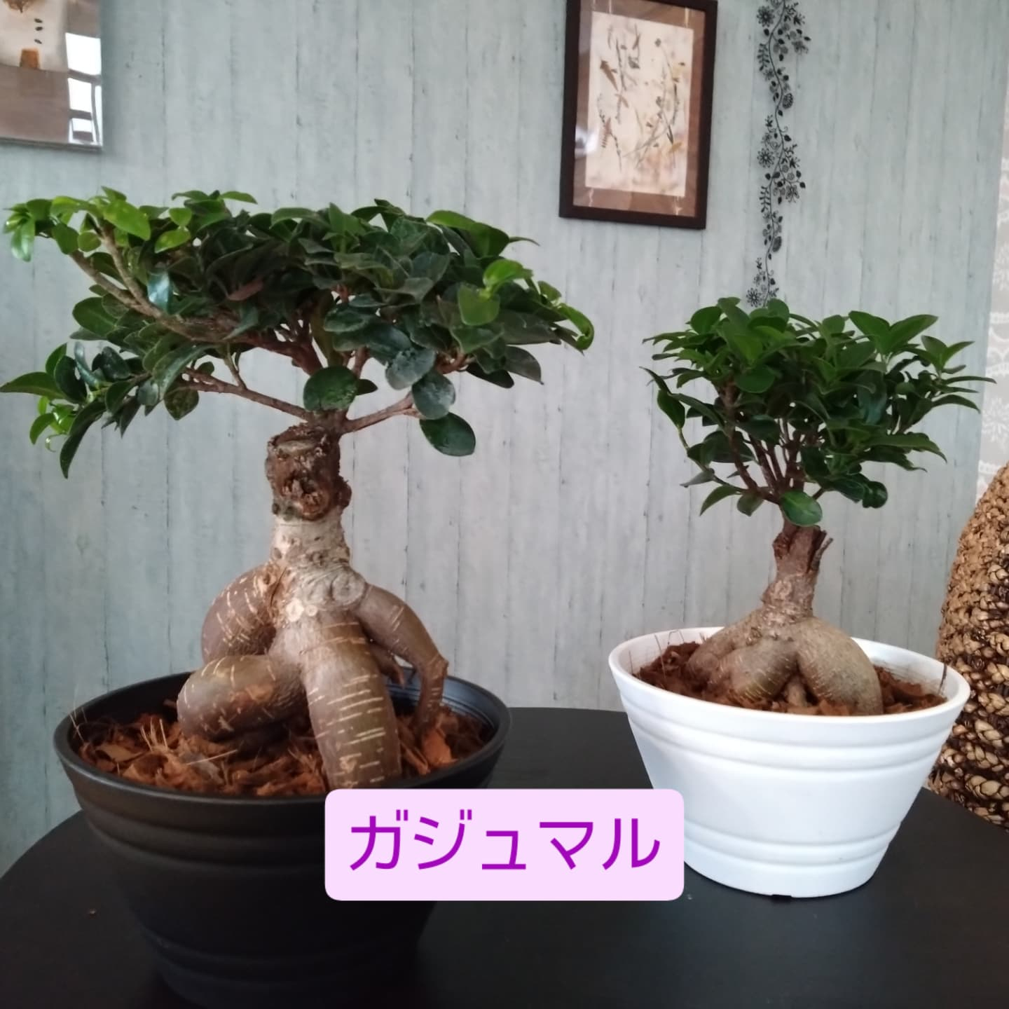 お待たせしました💦ネコの草入りました！