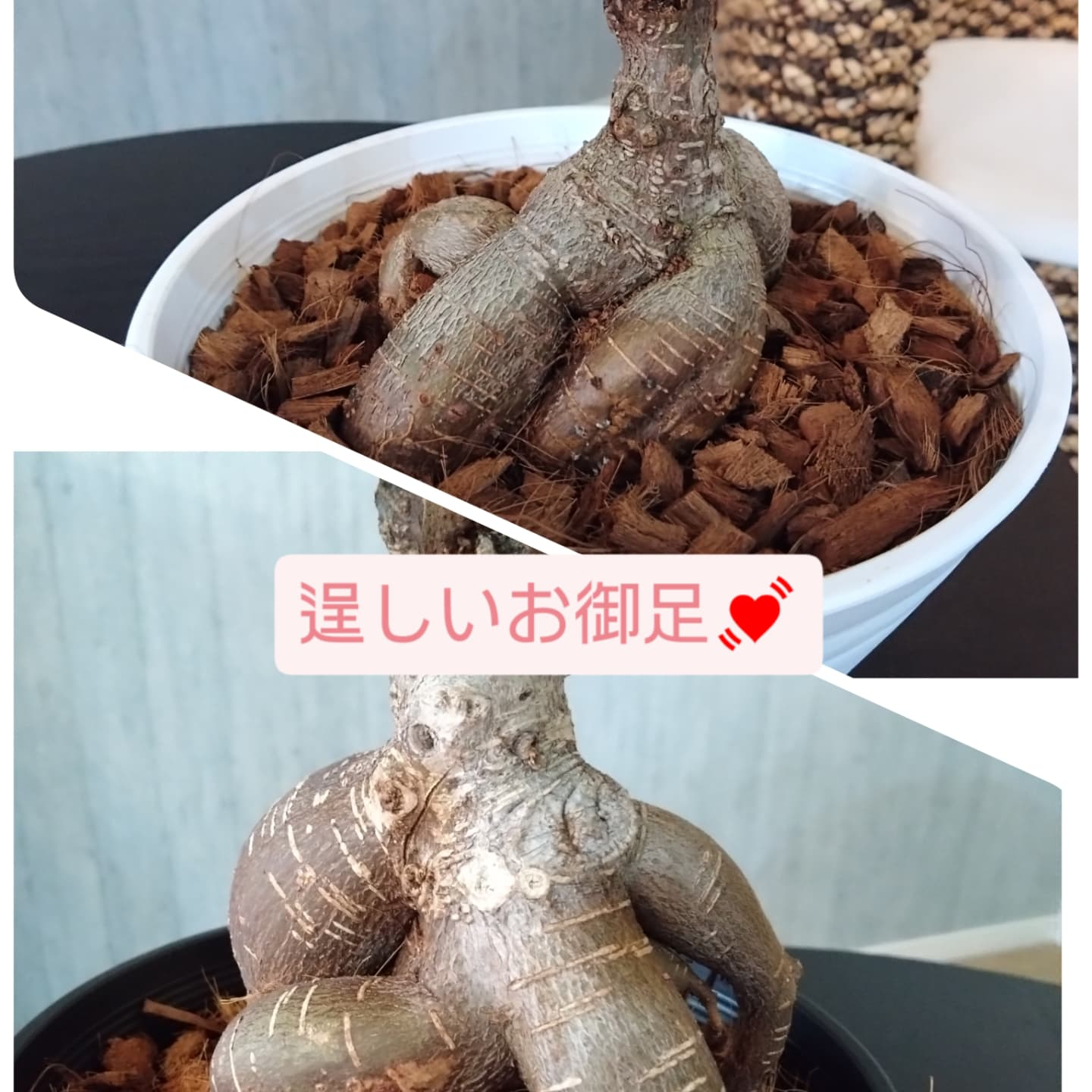 お待たせしました💦ネコの草入りました！