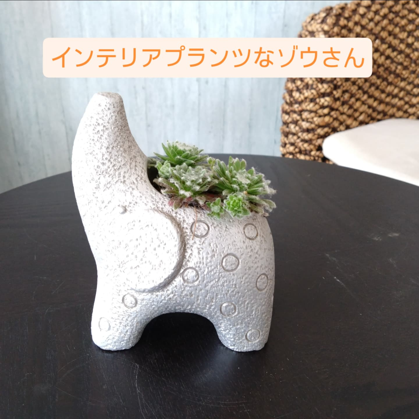 多肉寄の植え にしました☺️