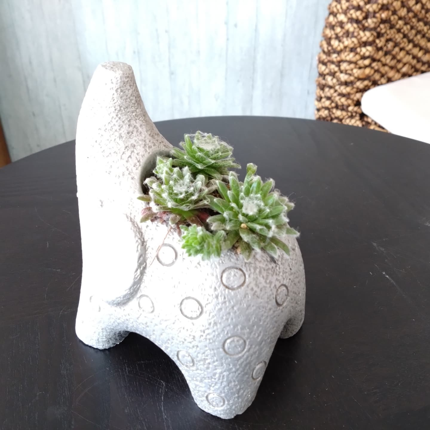 多肉寄の植え にしました☺️