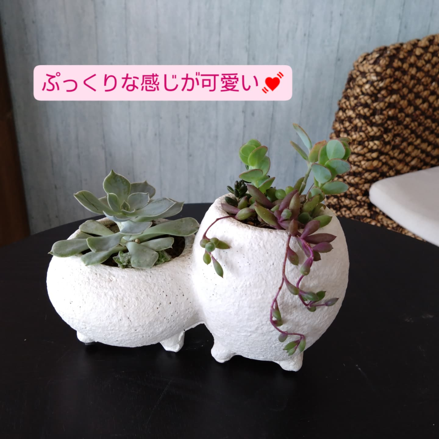 多肉寄の植え にしました☺️