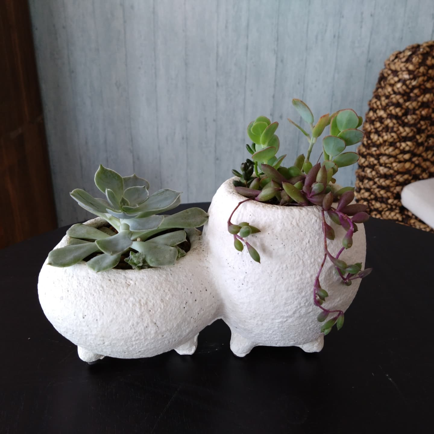 多肉寄の植え にしました☺️