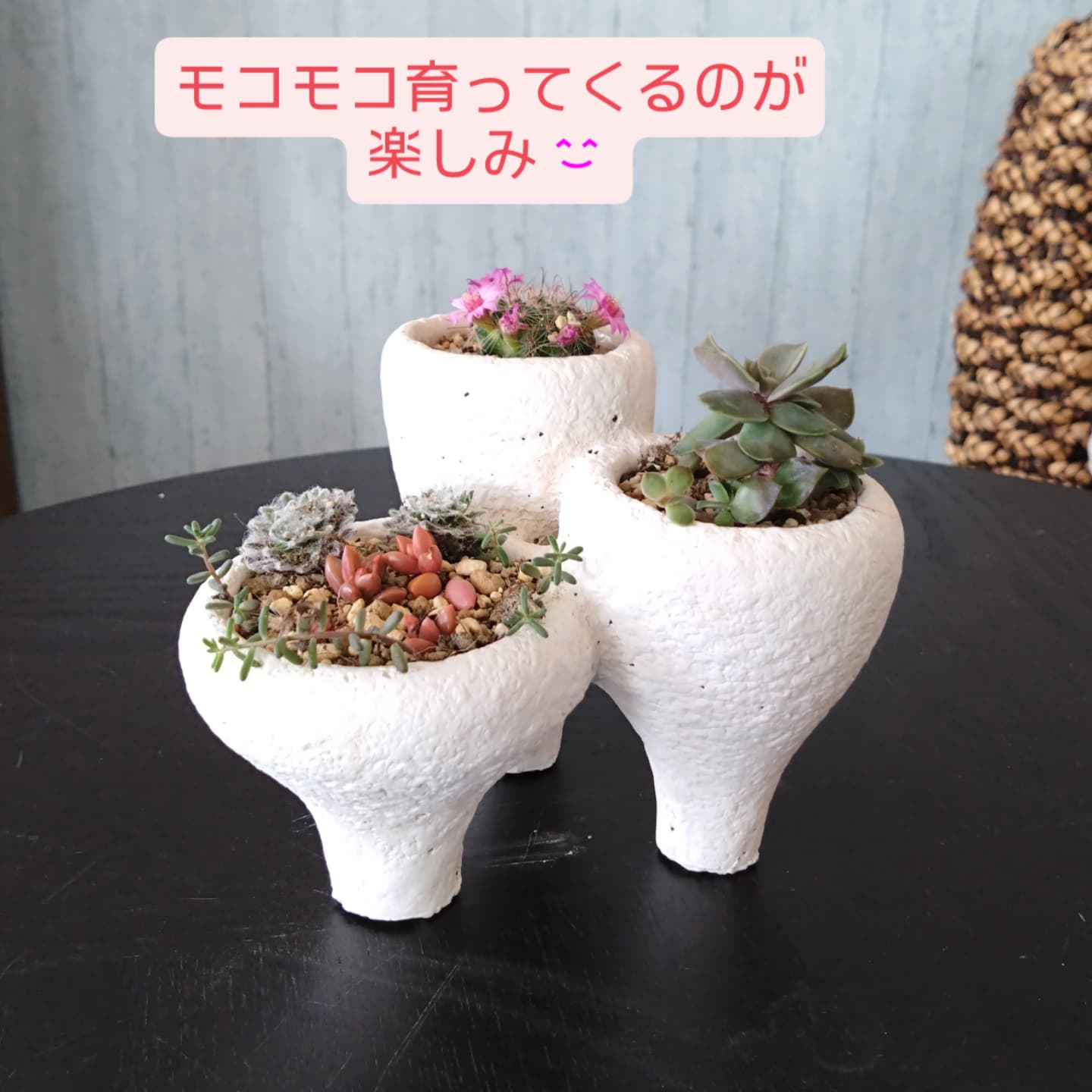 多肉寄の植え にしました☺️
