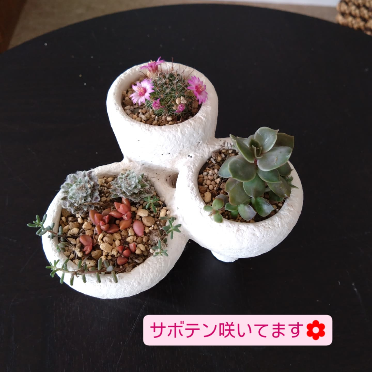 多肉寄の植え にしました☺️