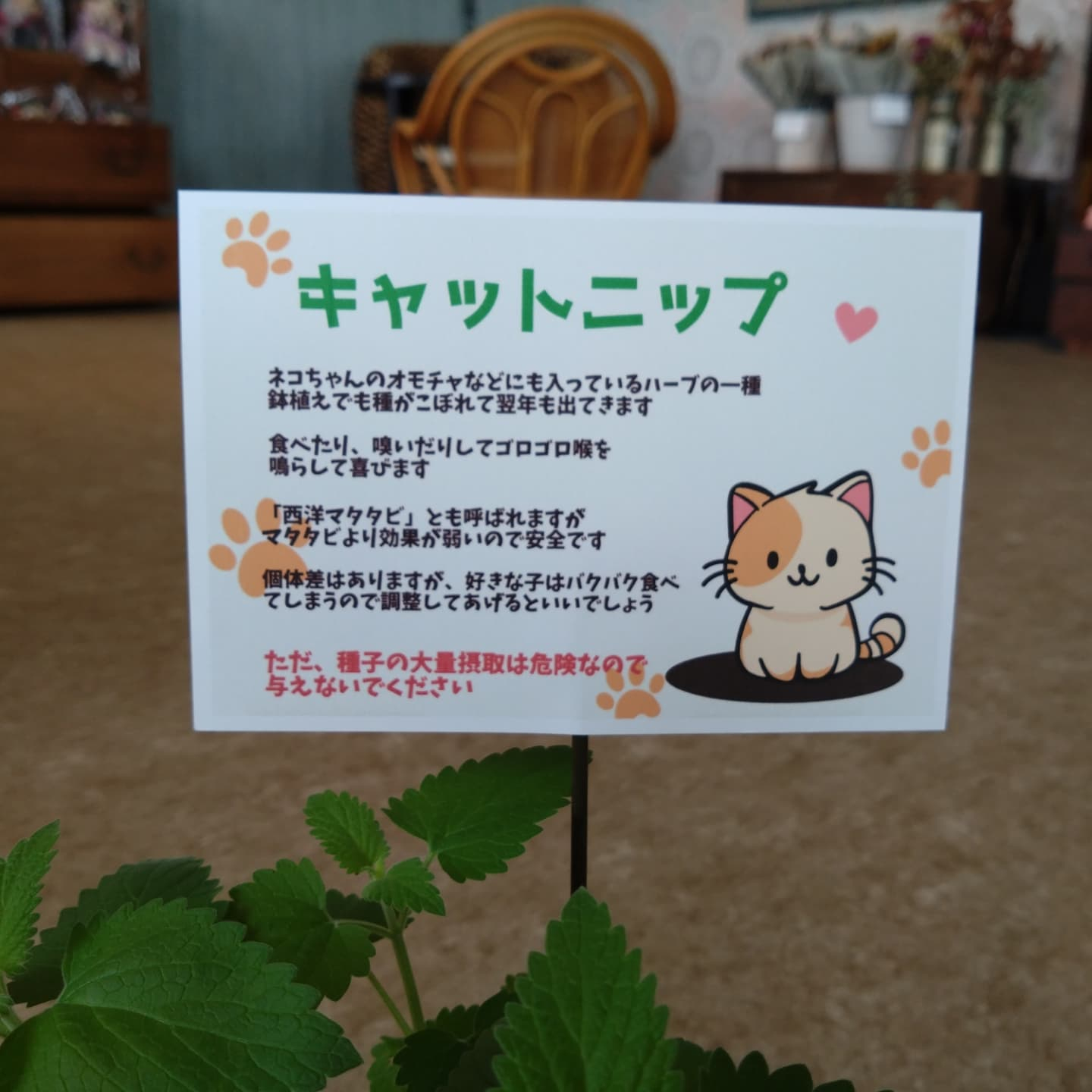 ネコちゃんの大好きハーブ